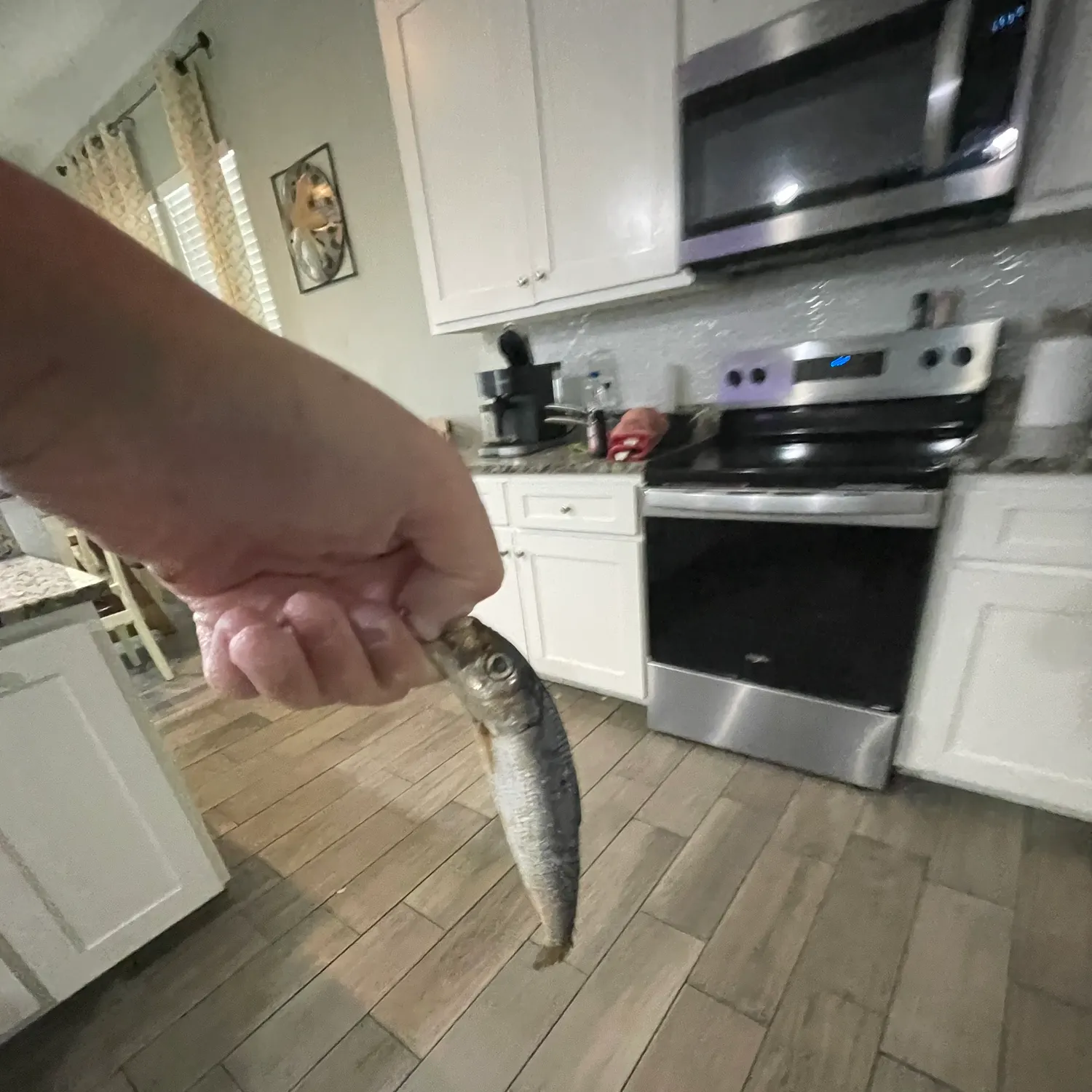 The most recent Round Scad catches on Fishbrain
