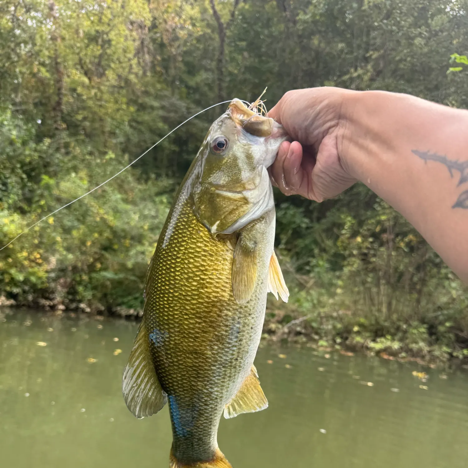 Smallmouth bass caught on Fishbrain