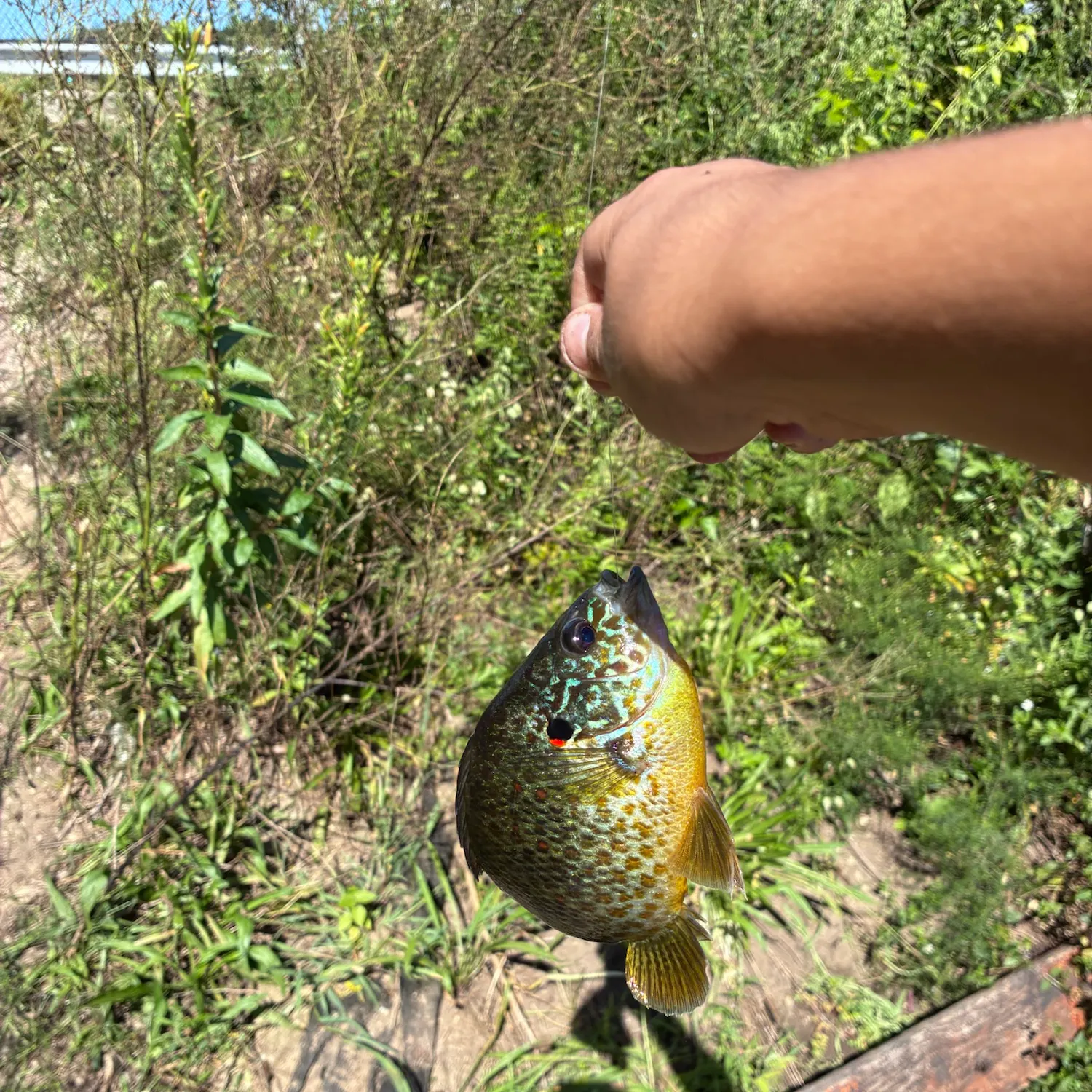 Pumpkinseed caught on Fishbrain