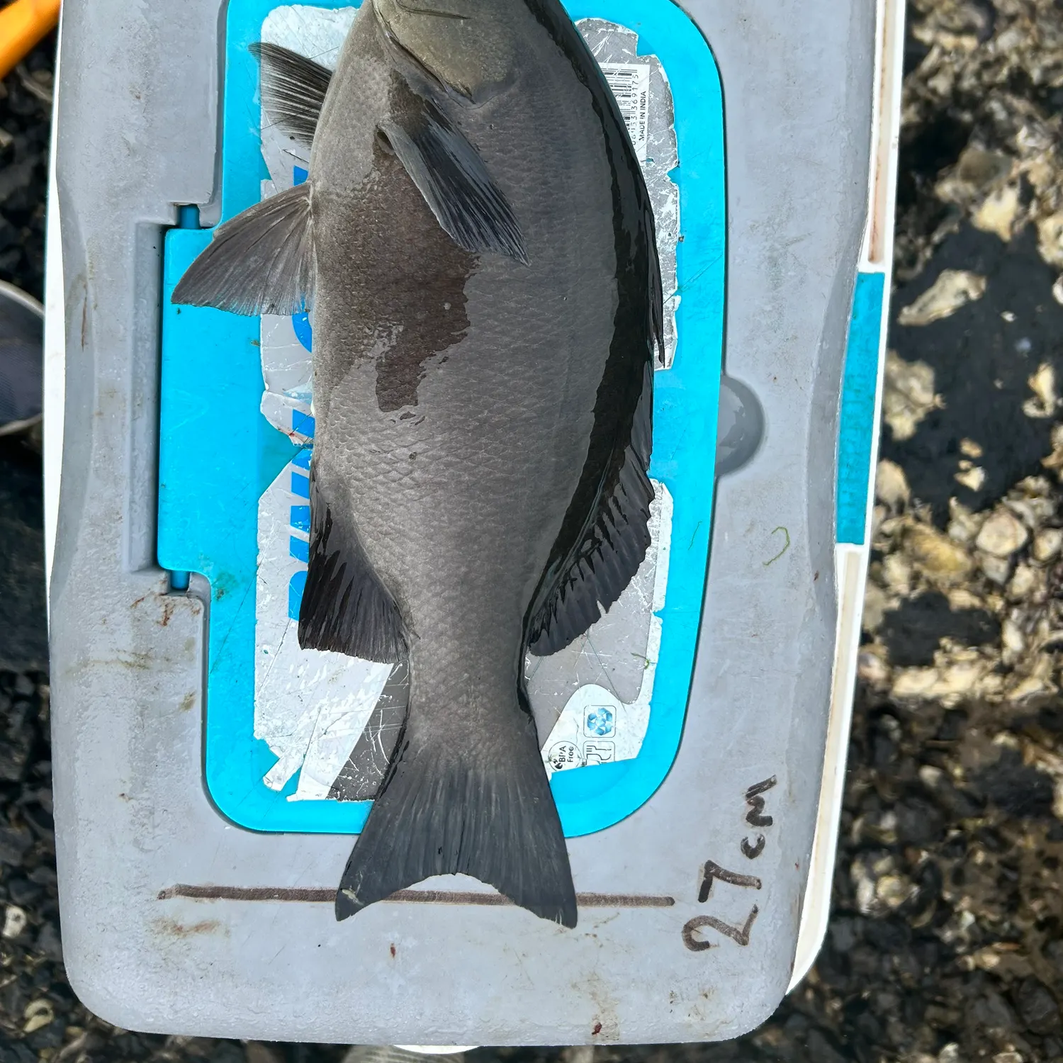 The most recent Luderick catches on Fishbrain
