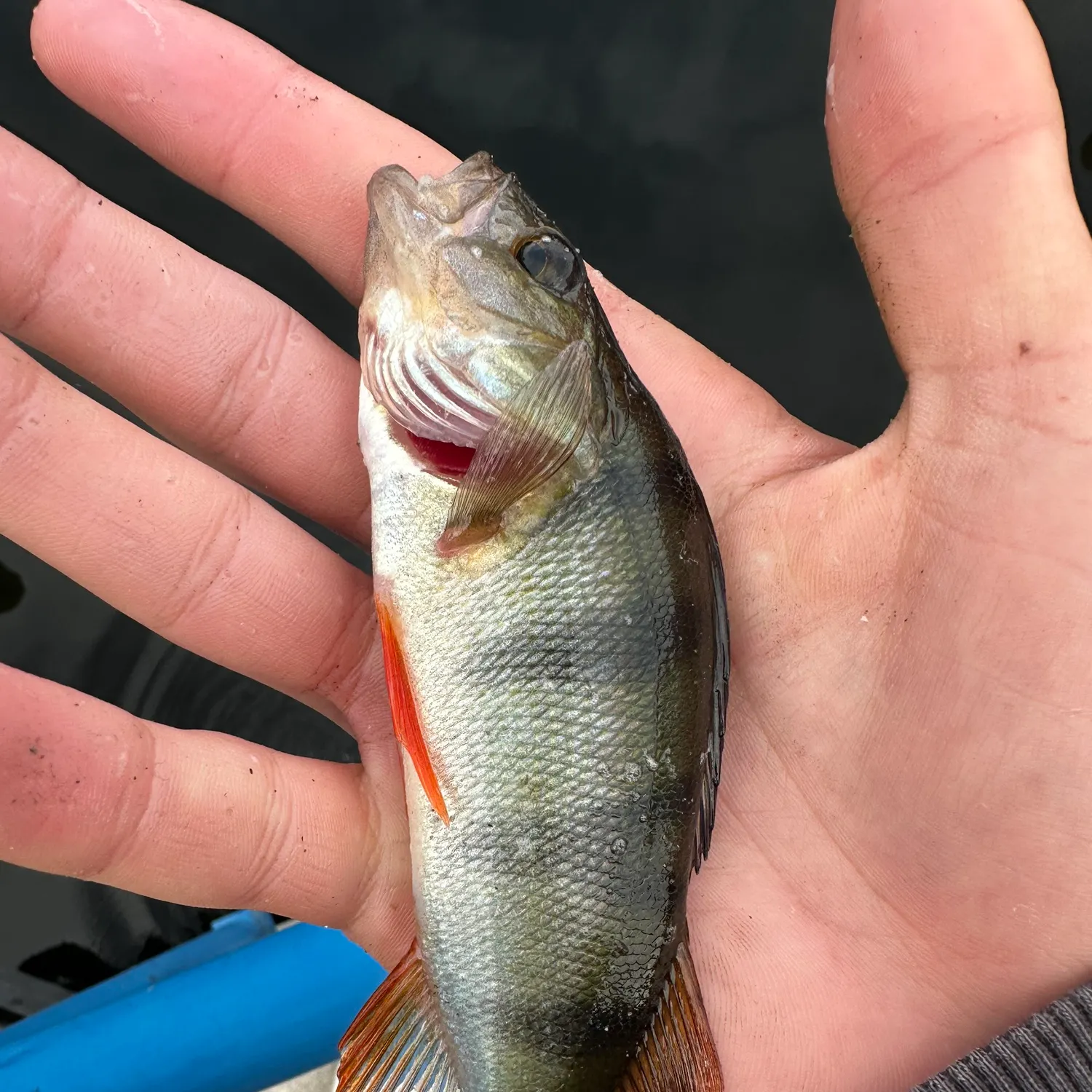 European perch caught on Fishbrain