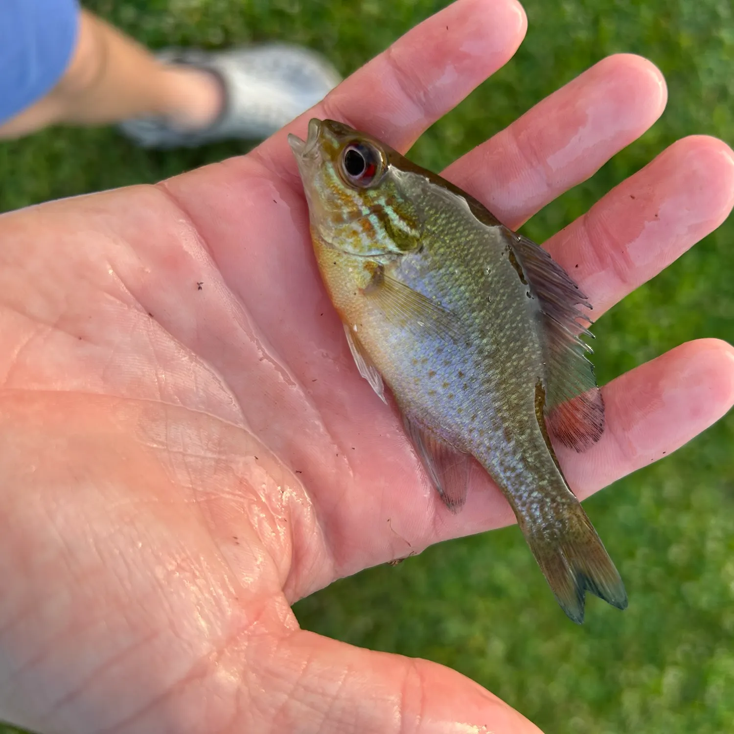 The most recent Redbreast sunfish catches on Fishbrain