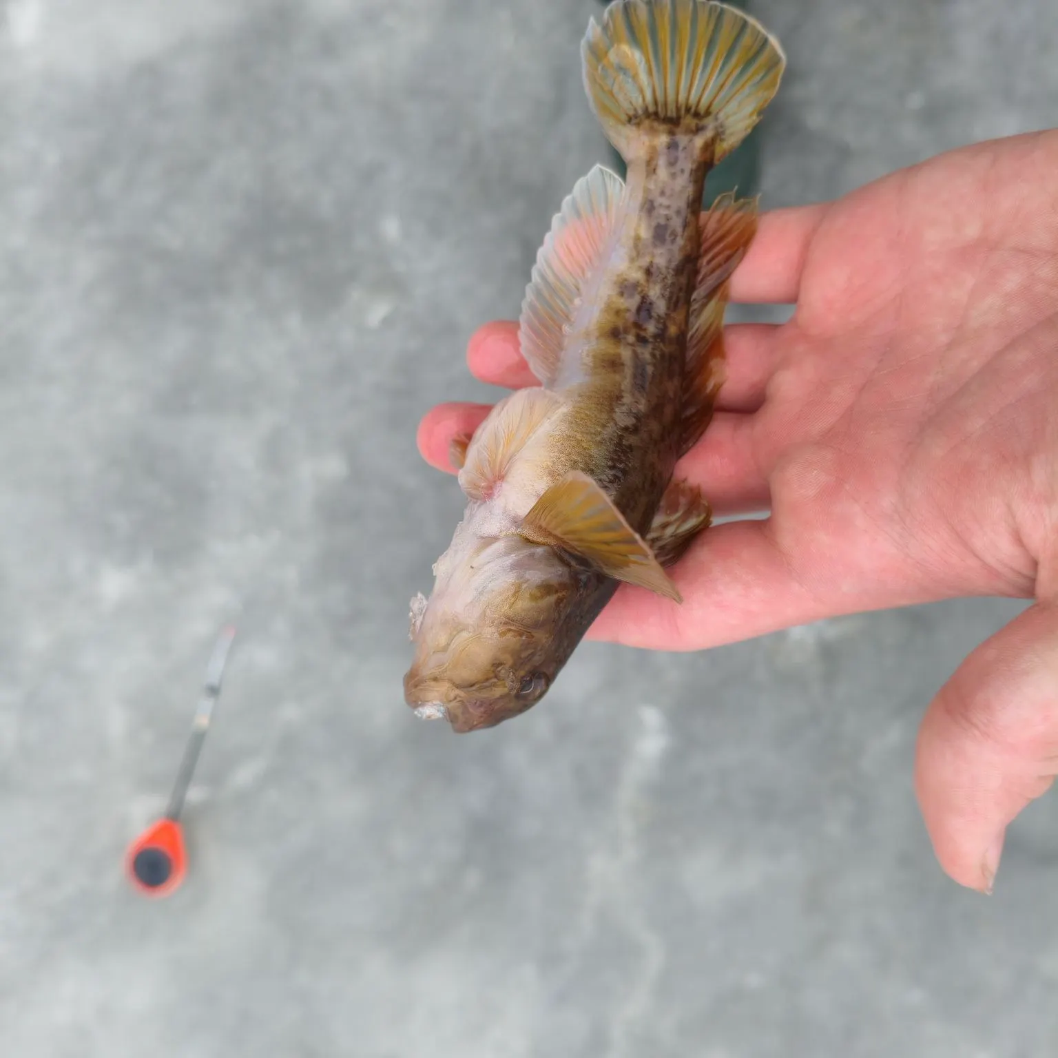 The most recent Round goby catches on Fishbrain