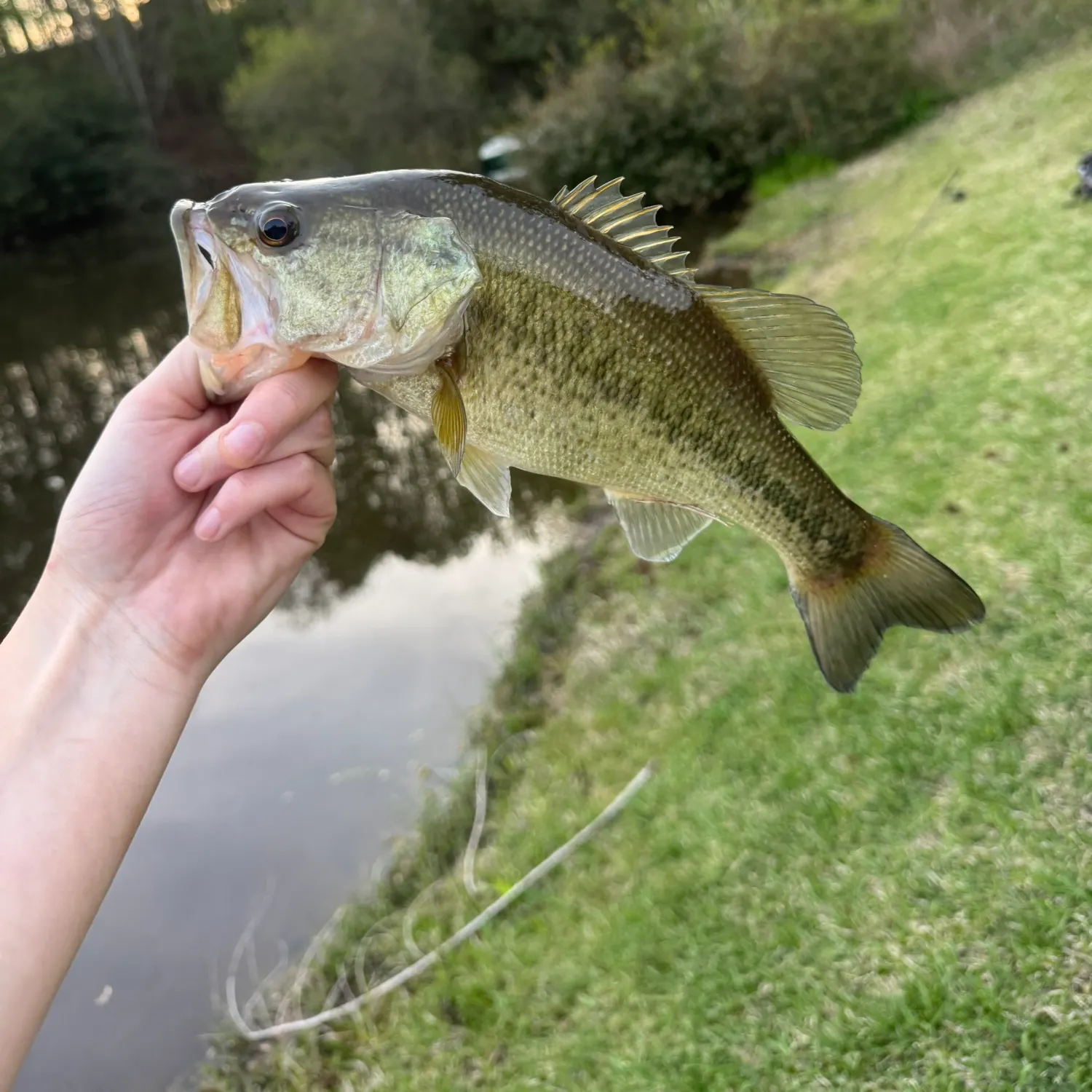 Largemouth bass caught on Fishbrain