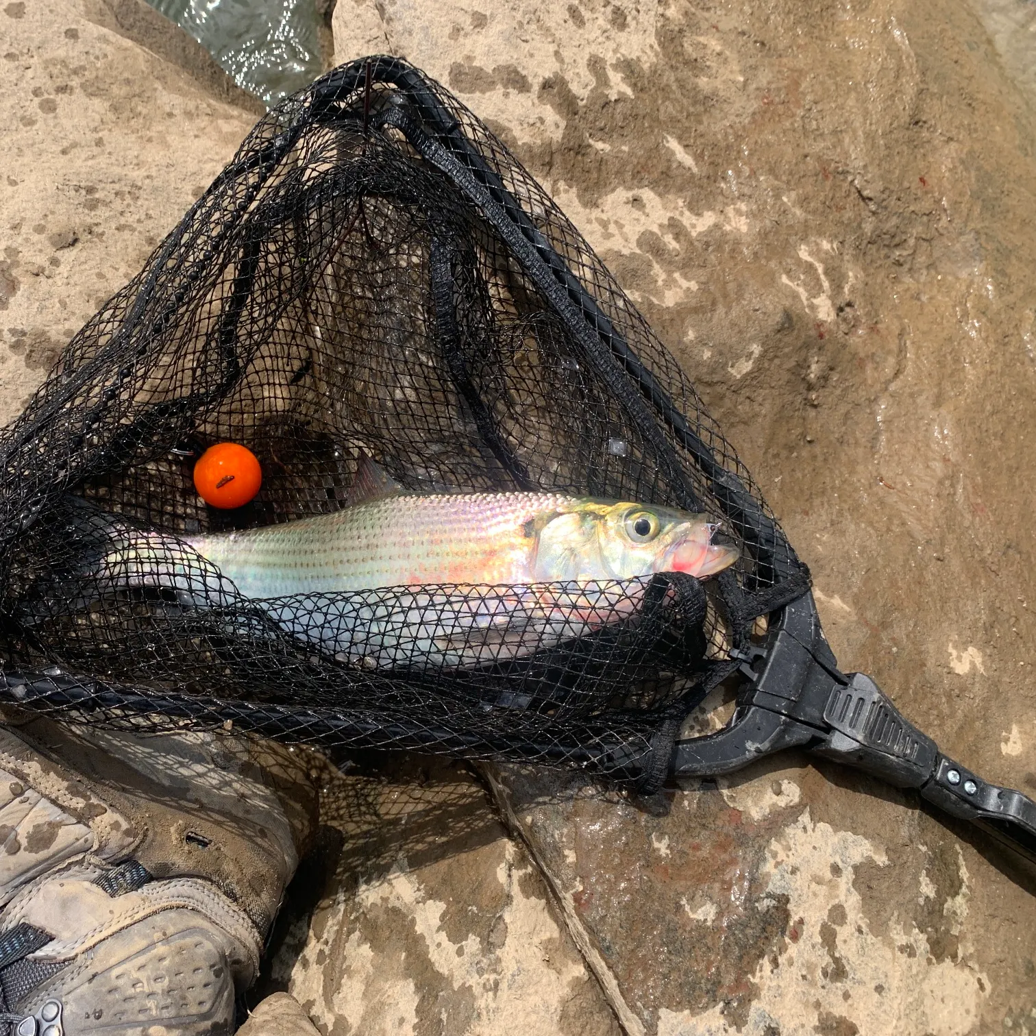 The most recent American shad catches on Fishbrain