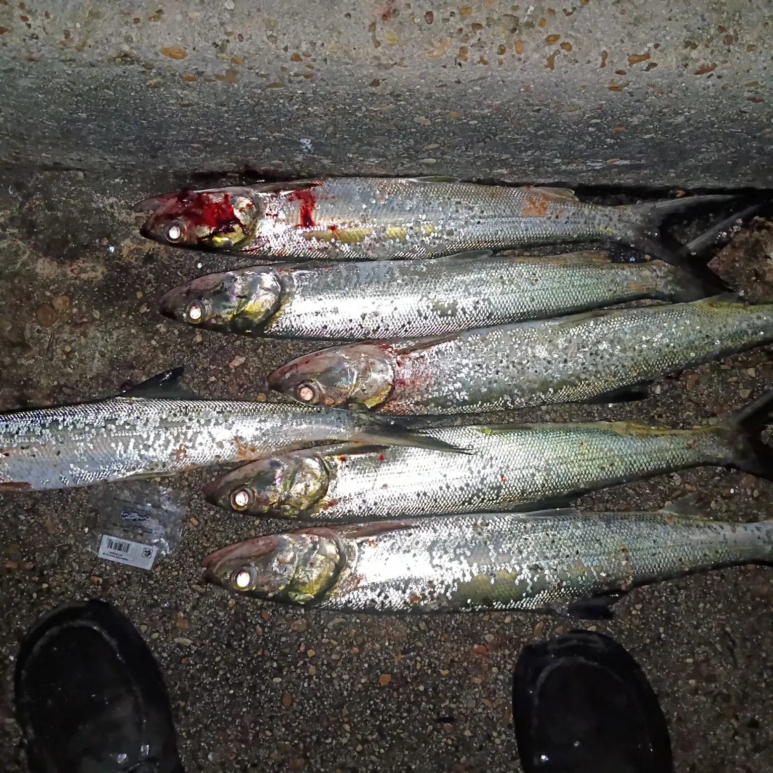 recently logged catches