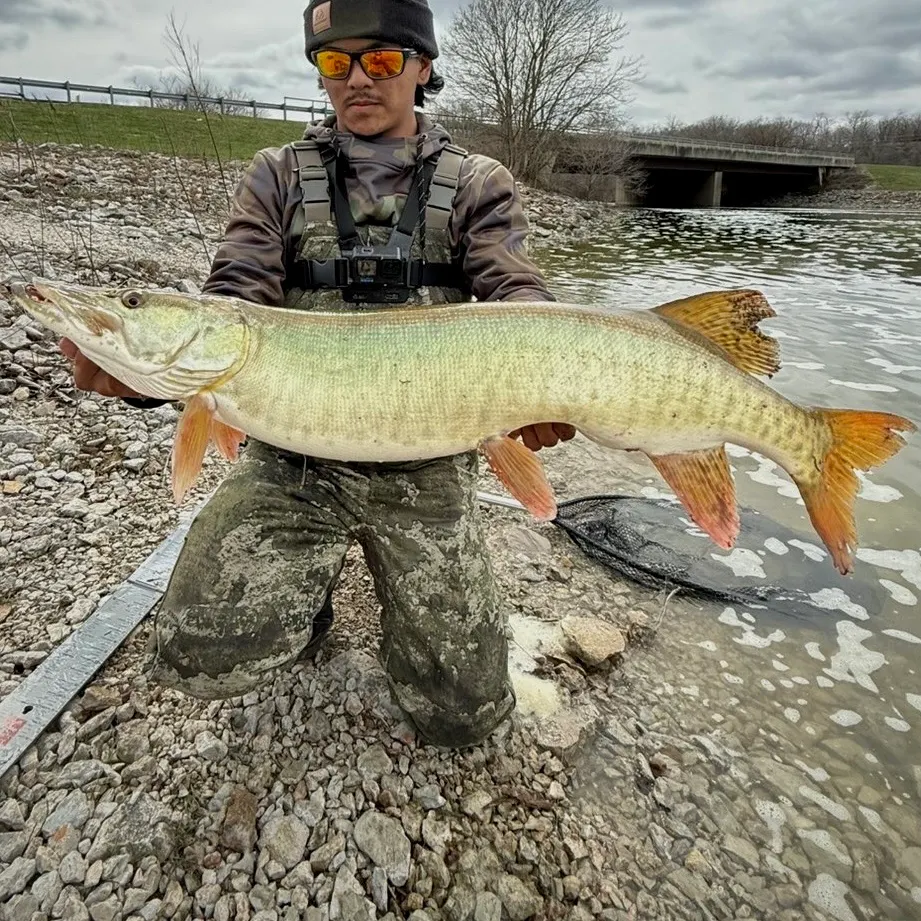 The most recent Muskellunge catches on Fishbrain