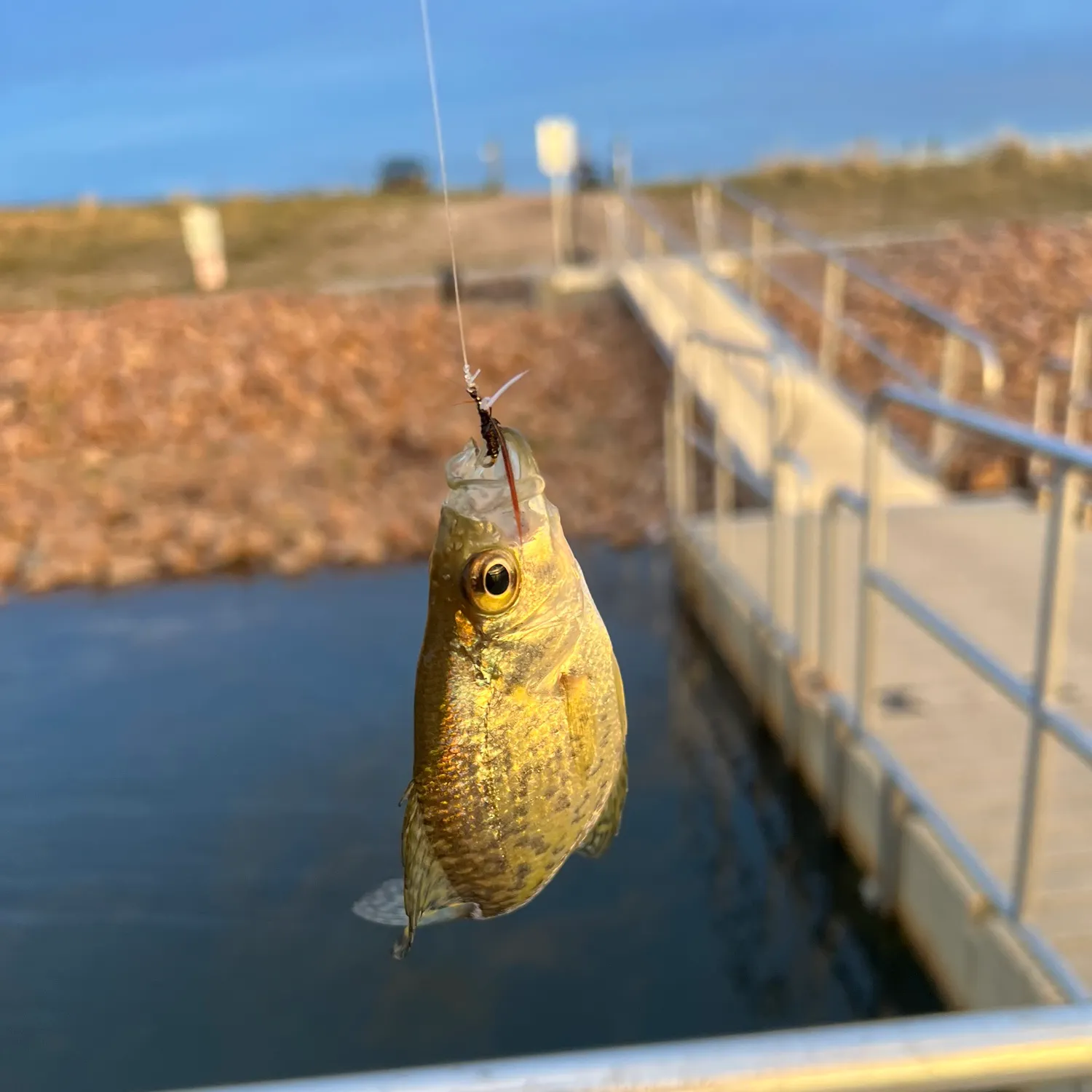 Black crappie caught on Fishbrain