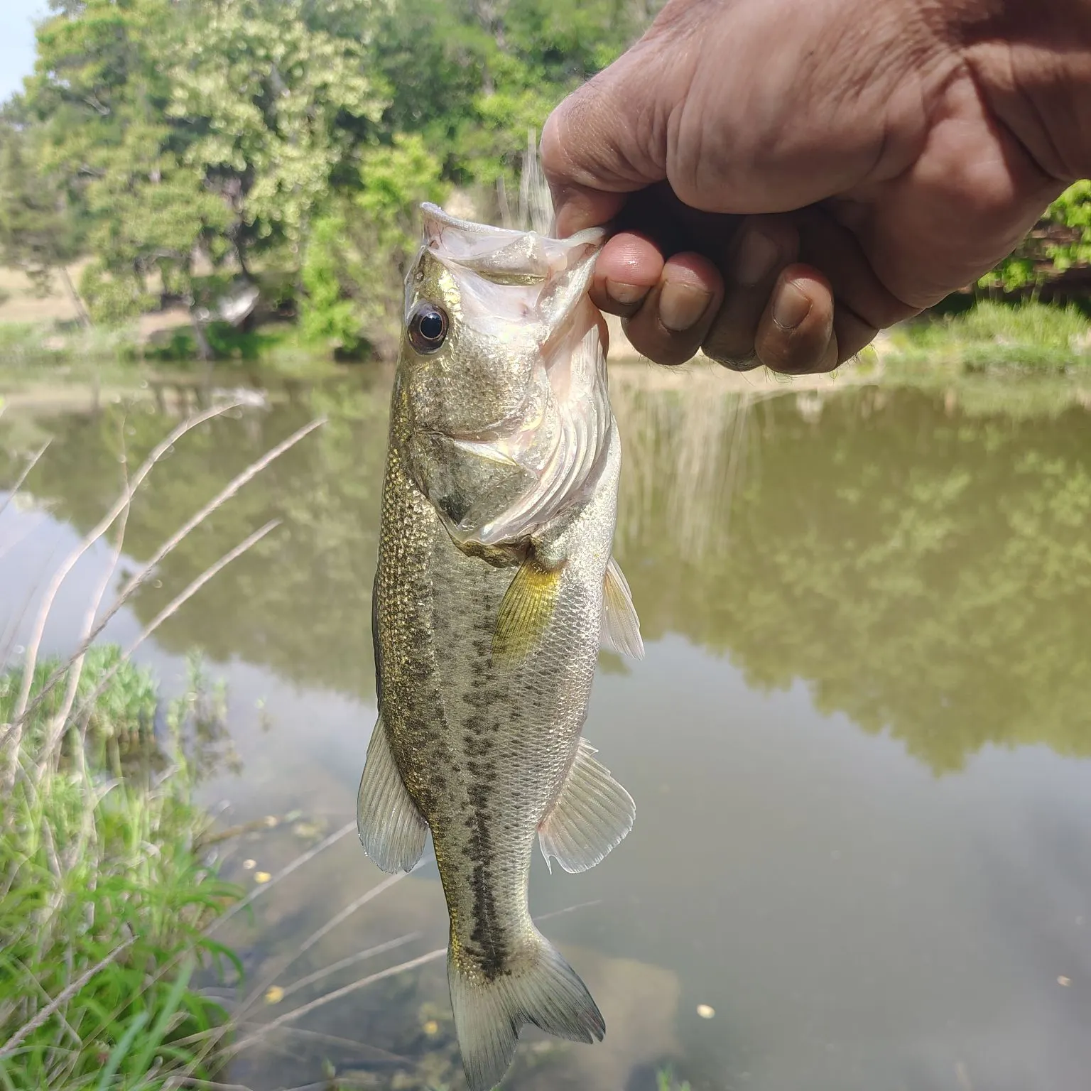 angler catch