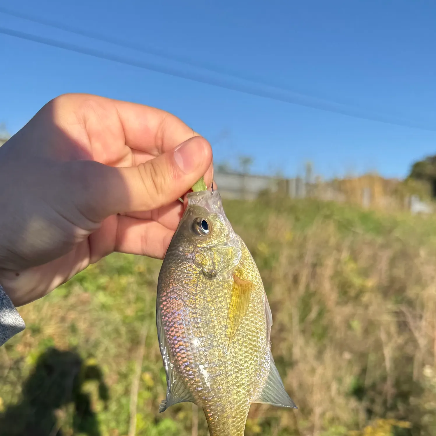 Bluegill caught on Fishbrain