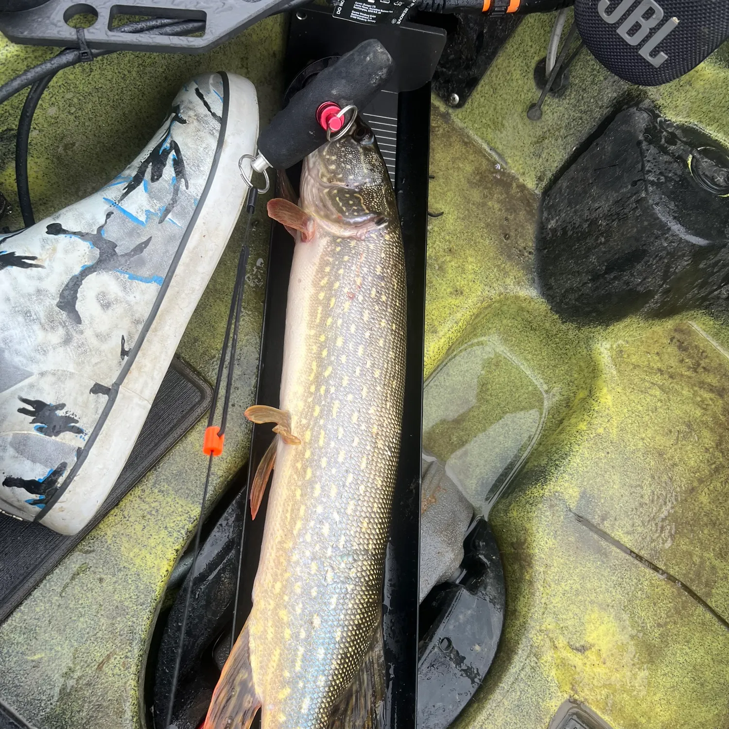 angler catch