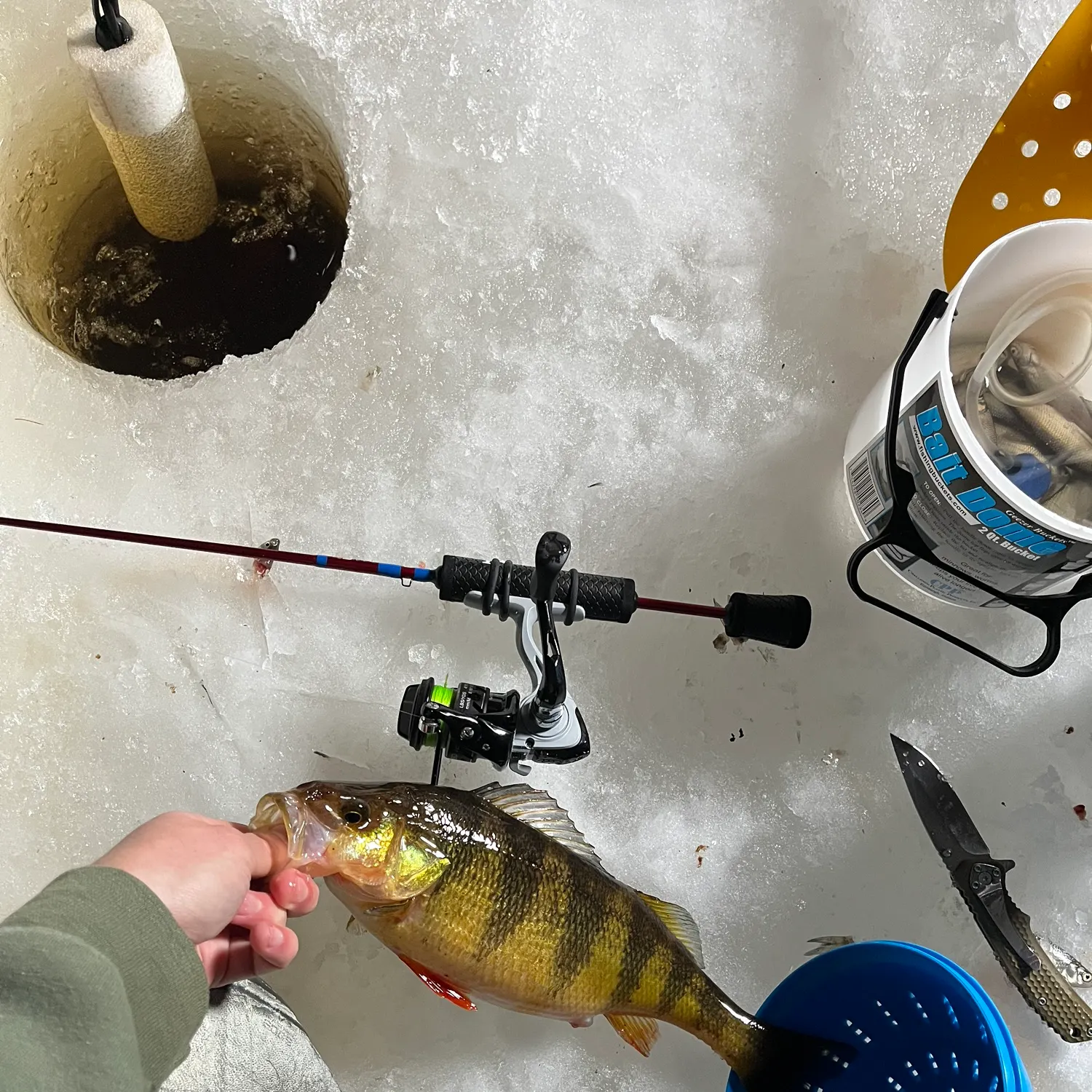 The most recent Yellow perch catches on Fishbrain