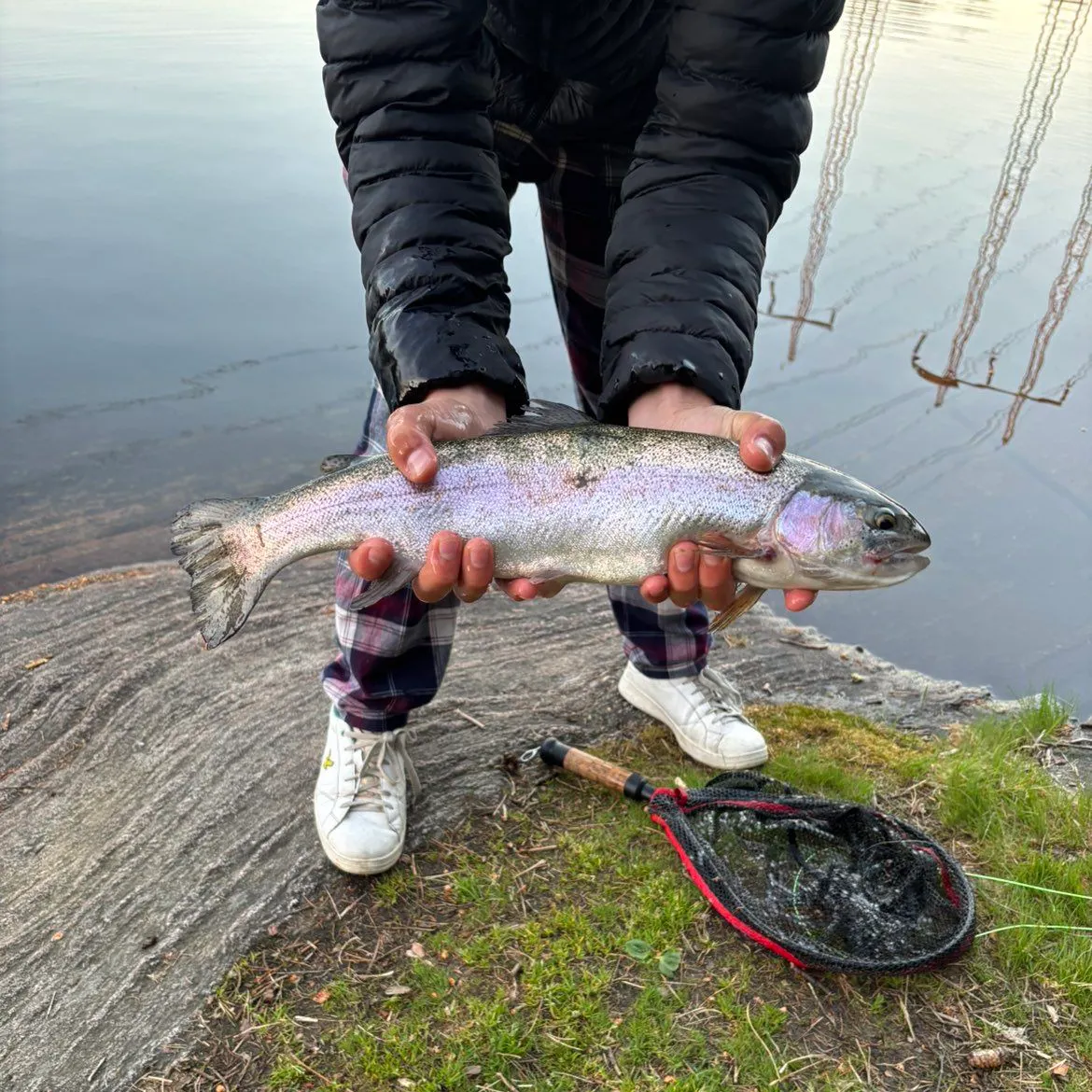 Rainbow trout caught on Fishbrain