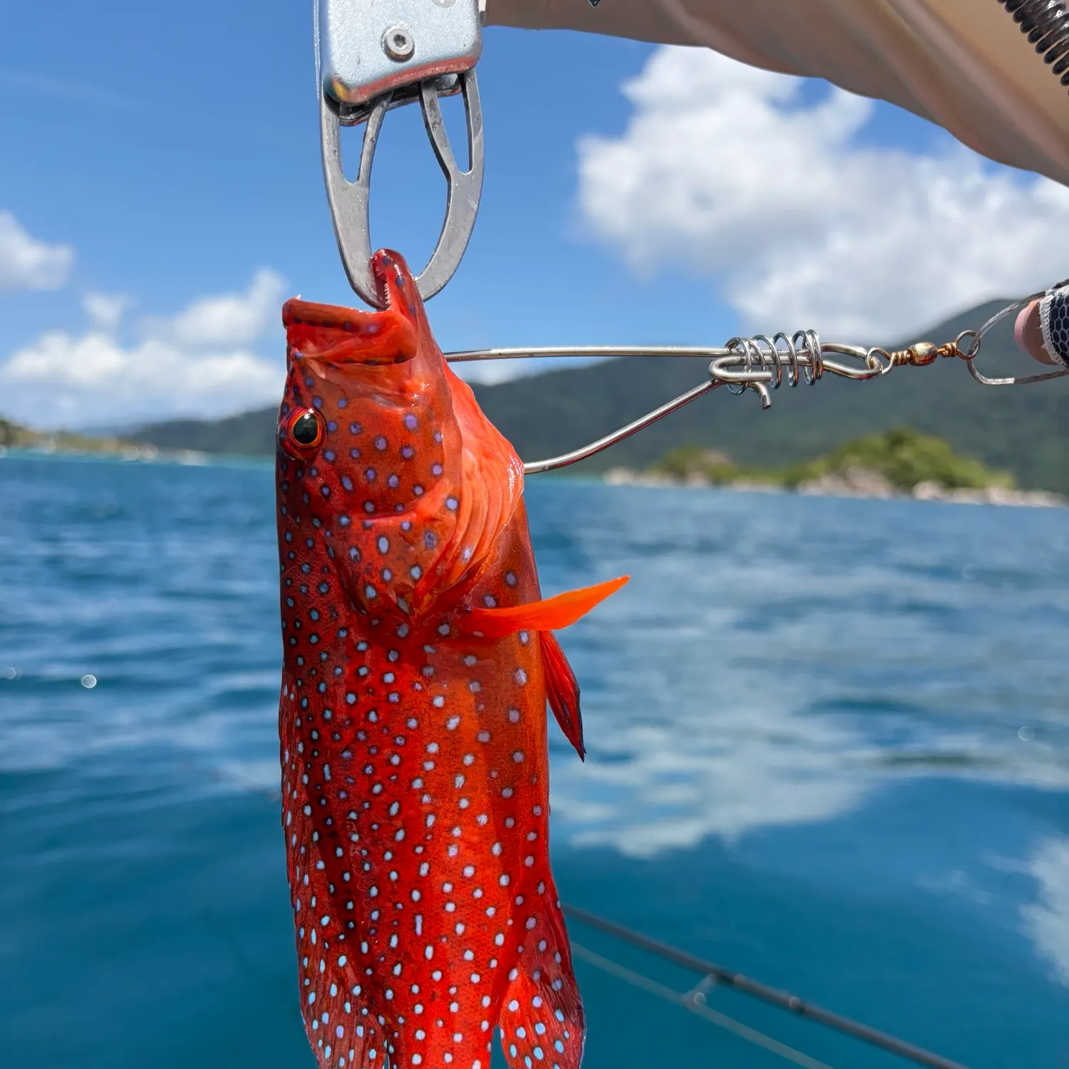 The most recent Spotted coralgrouper catches on Fishbrain