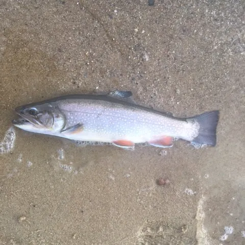 The most recent Brook trout catches on Fishbrain