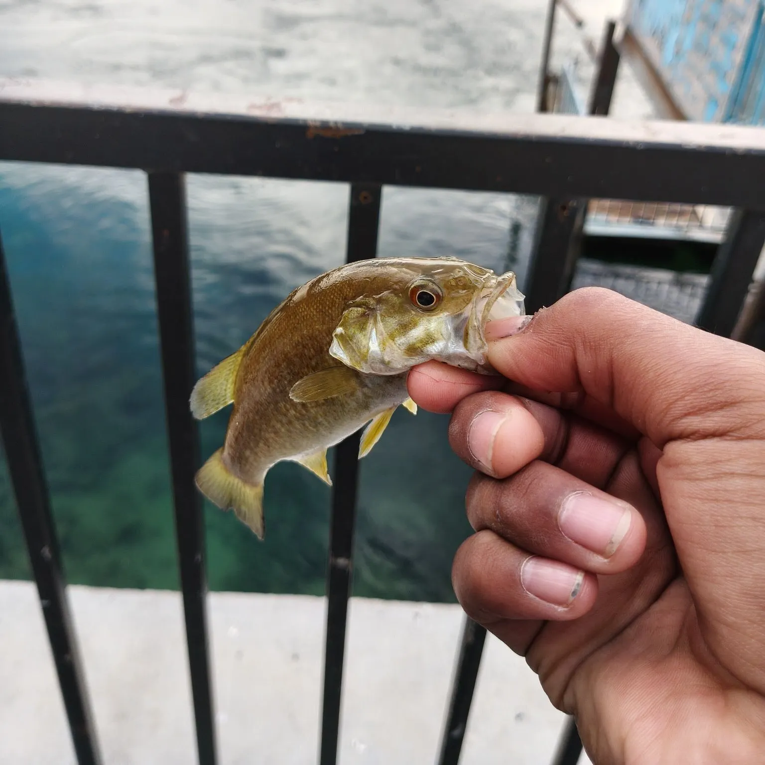 Smallmouth bass caught on Fishbrain