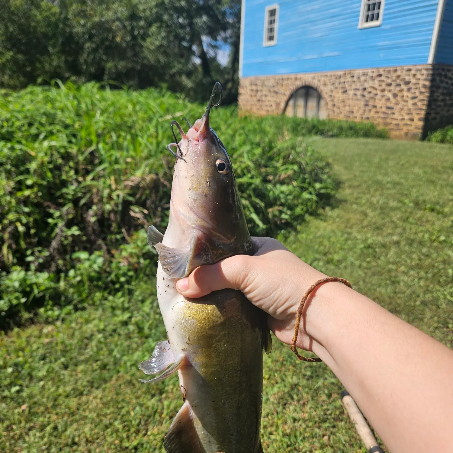 Channel catfish caught on Fishbrain