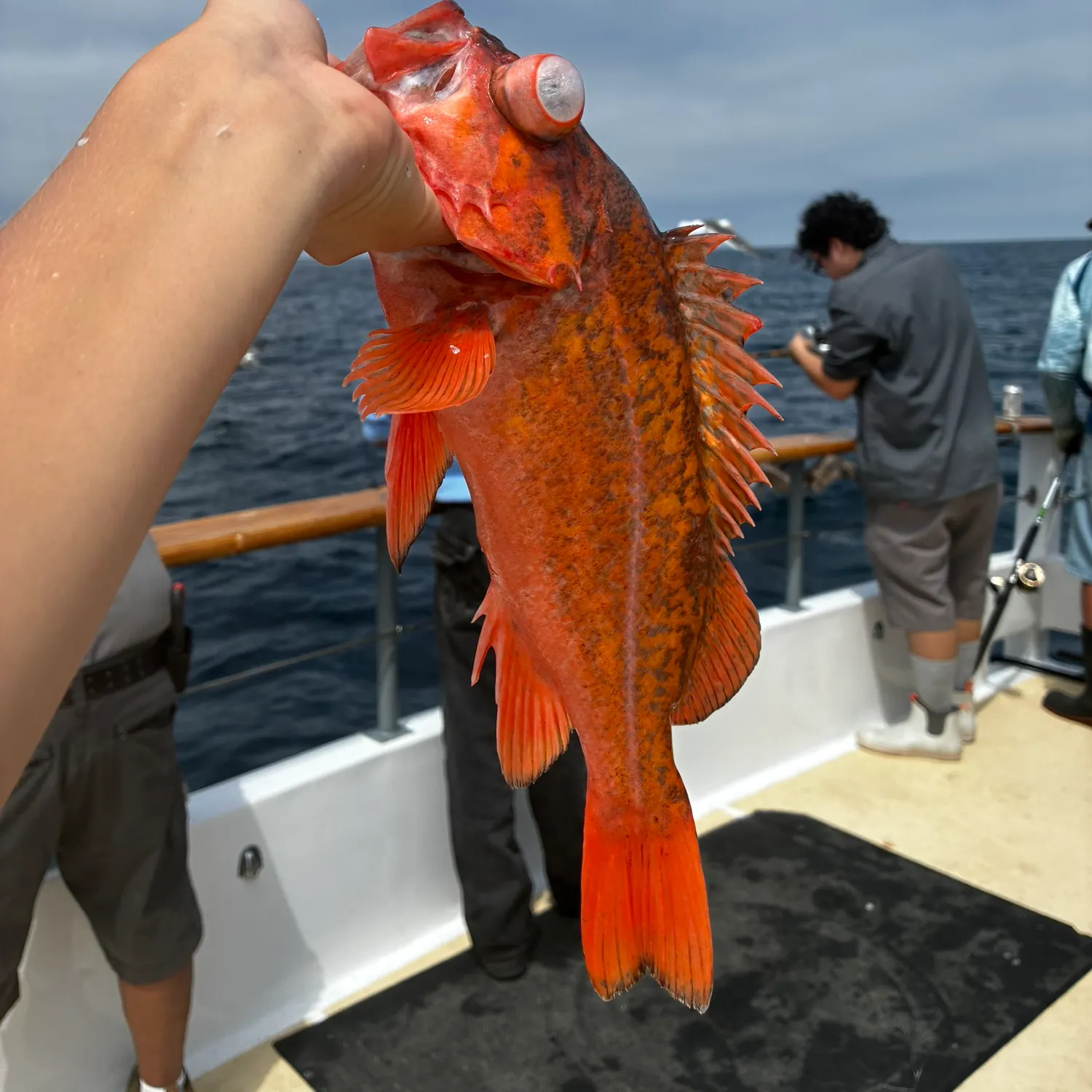 The most recent Vermilion rockfish catches on Fishbrain