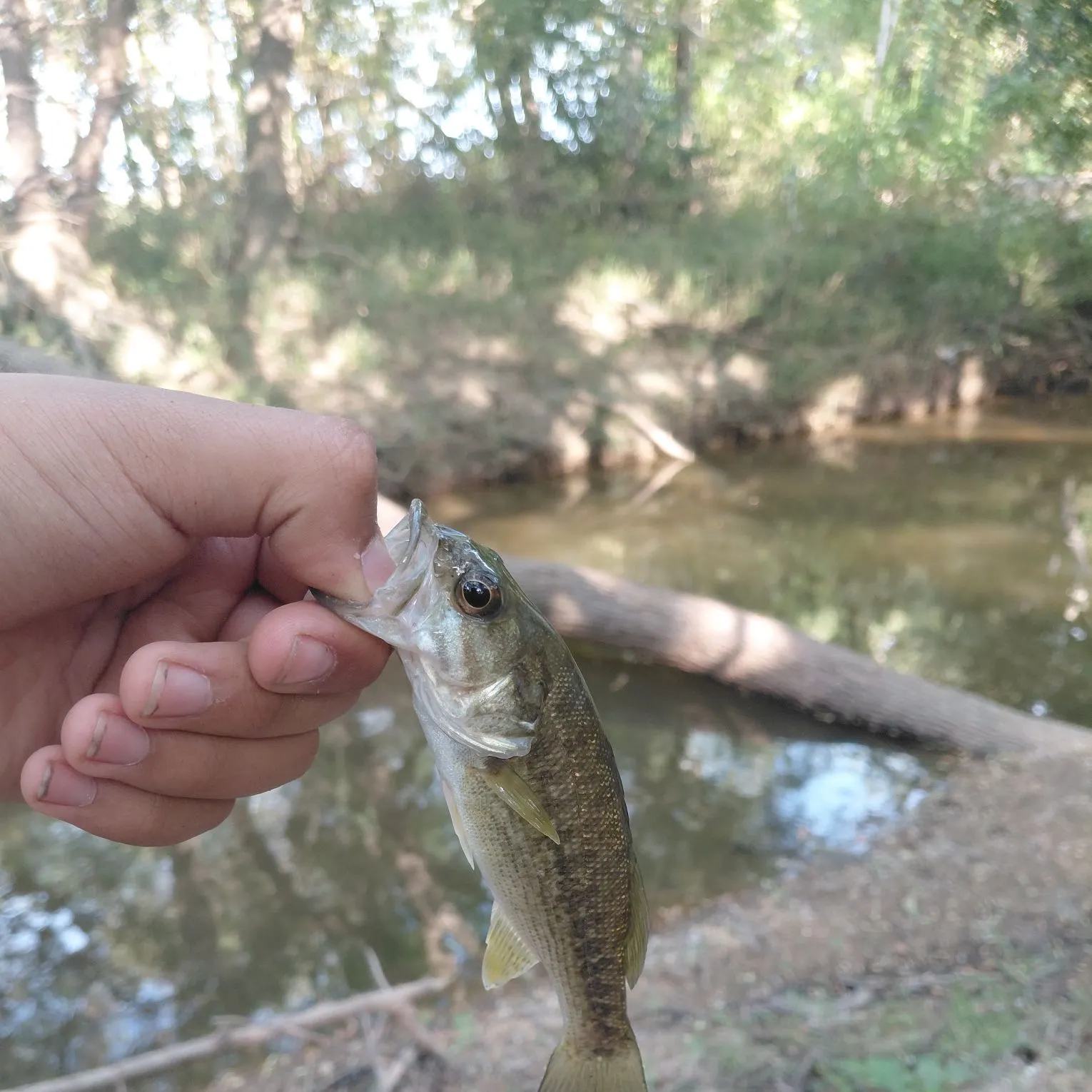 Guadalupe bass caught on Fishbrain