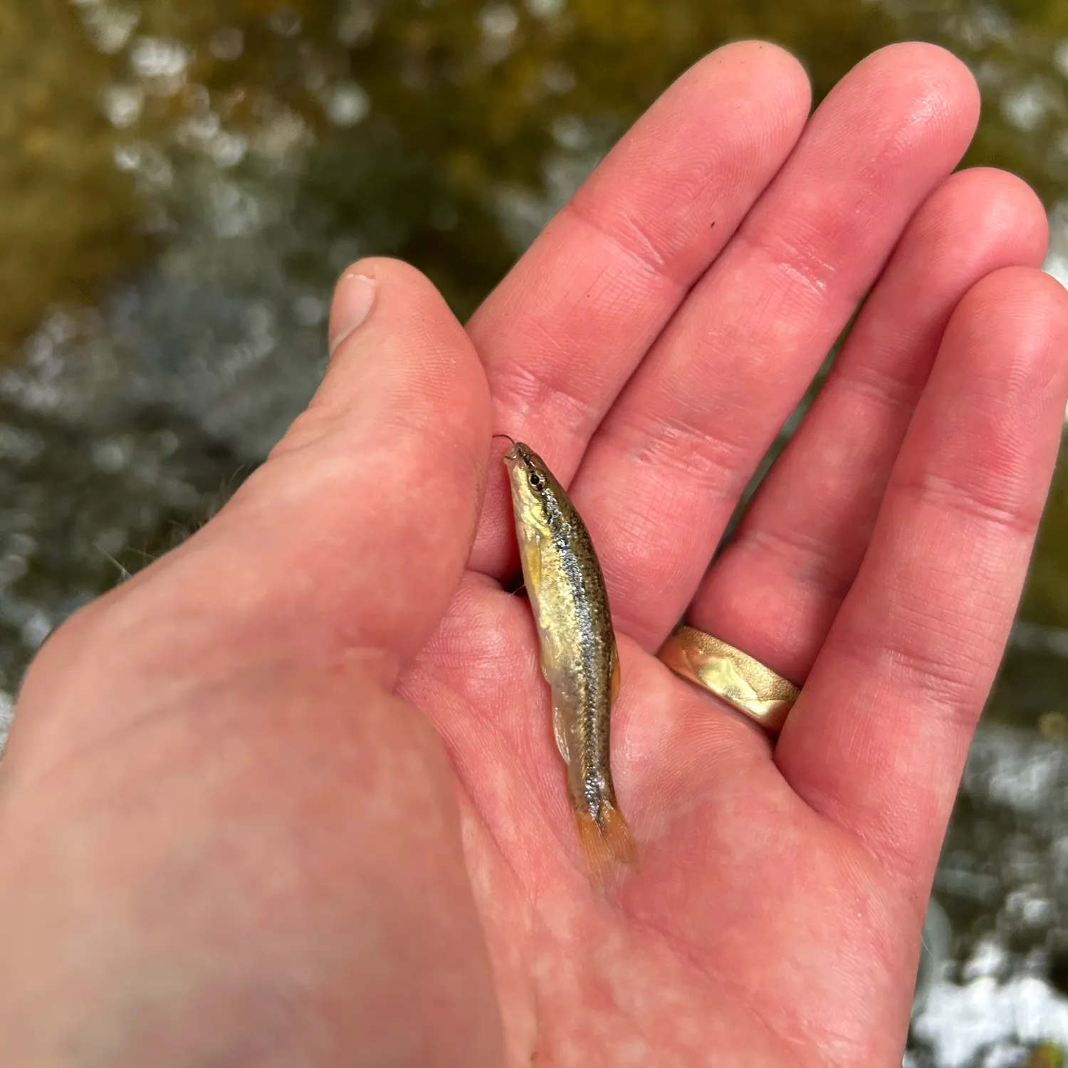 The most recent Western blacknose dace catches on Fishbrain