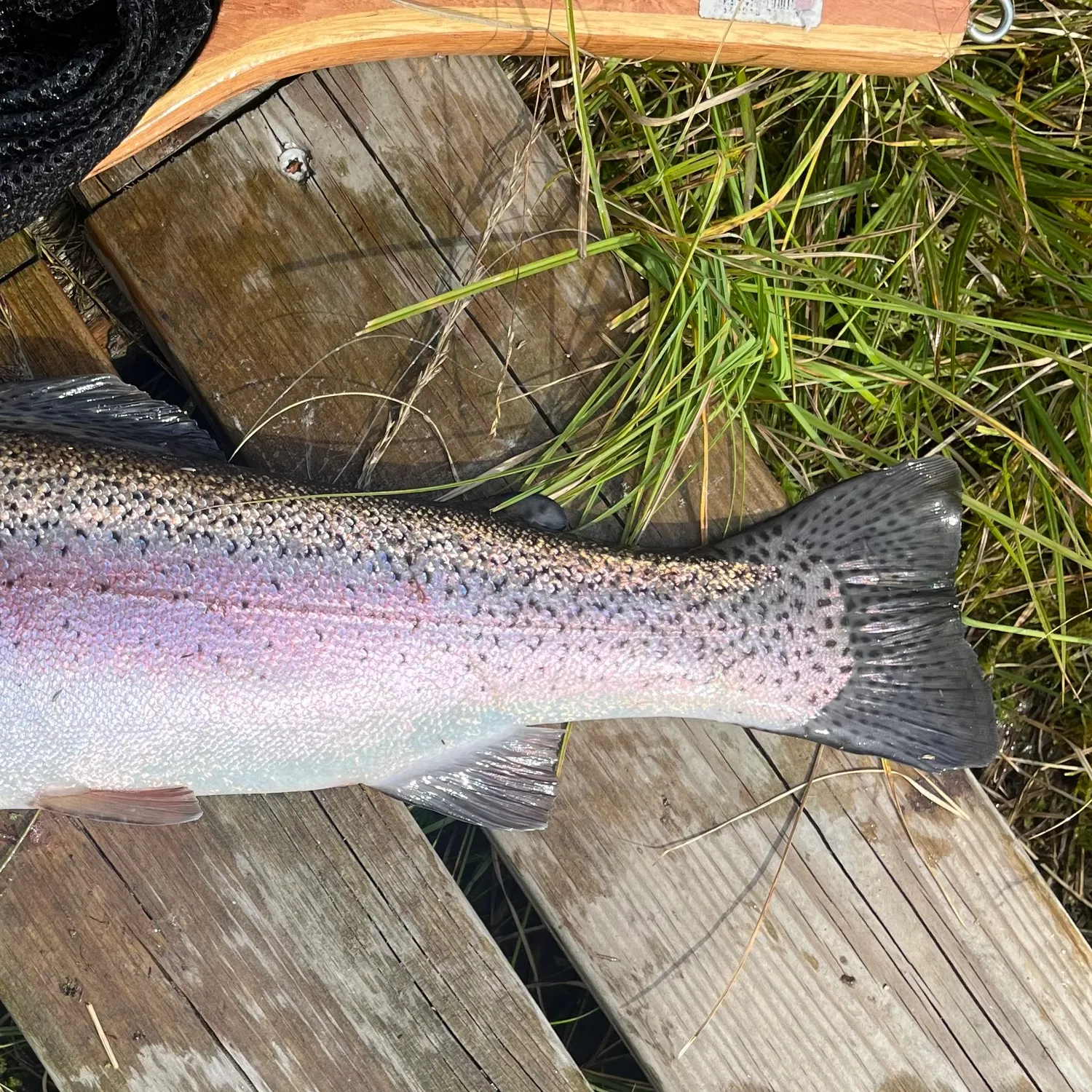 The most recent Rainbow trout catches on Fishbrain