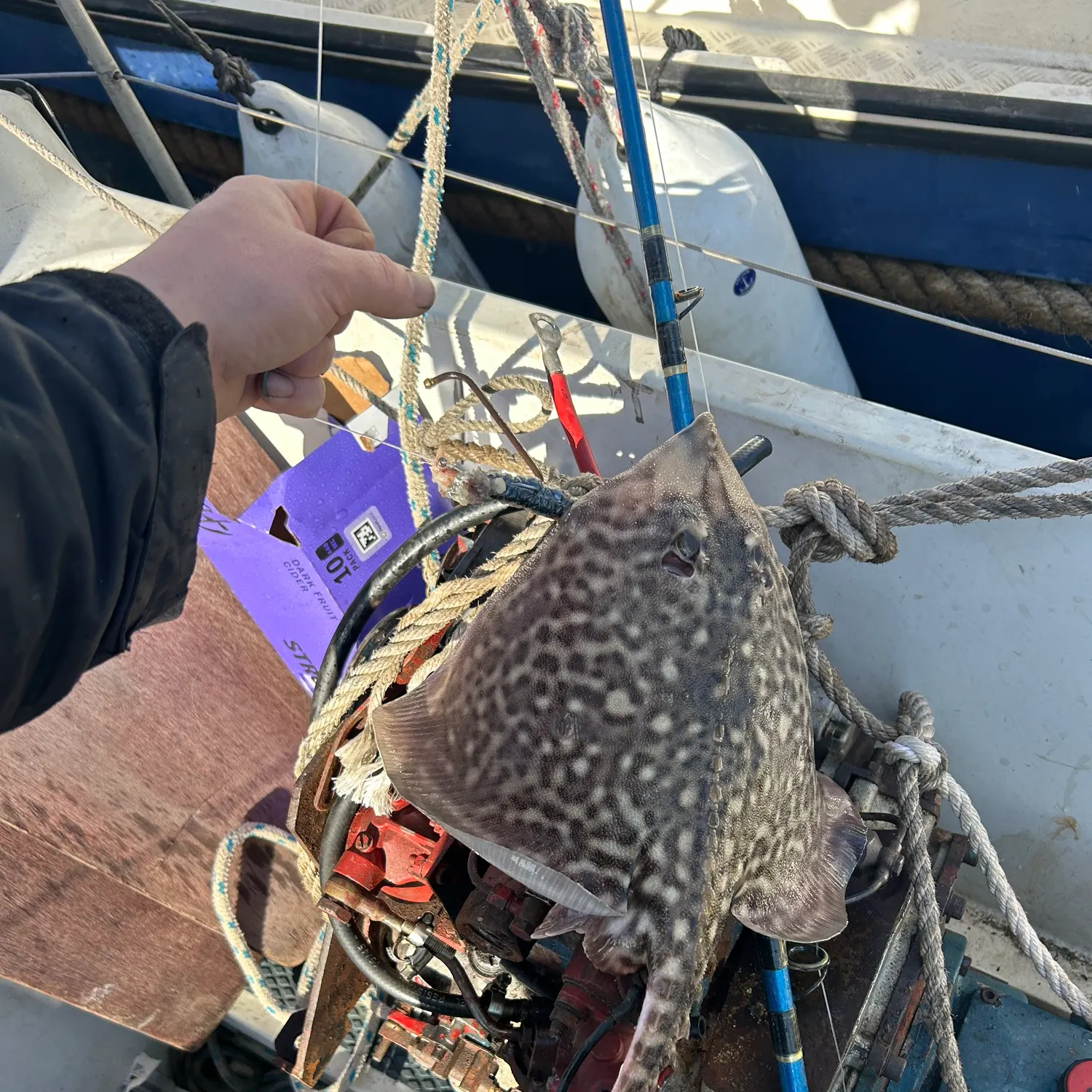 The most recent Thornback ray catches on Fishbrain