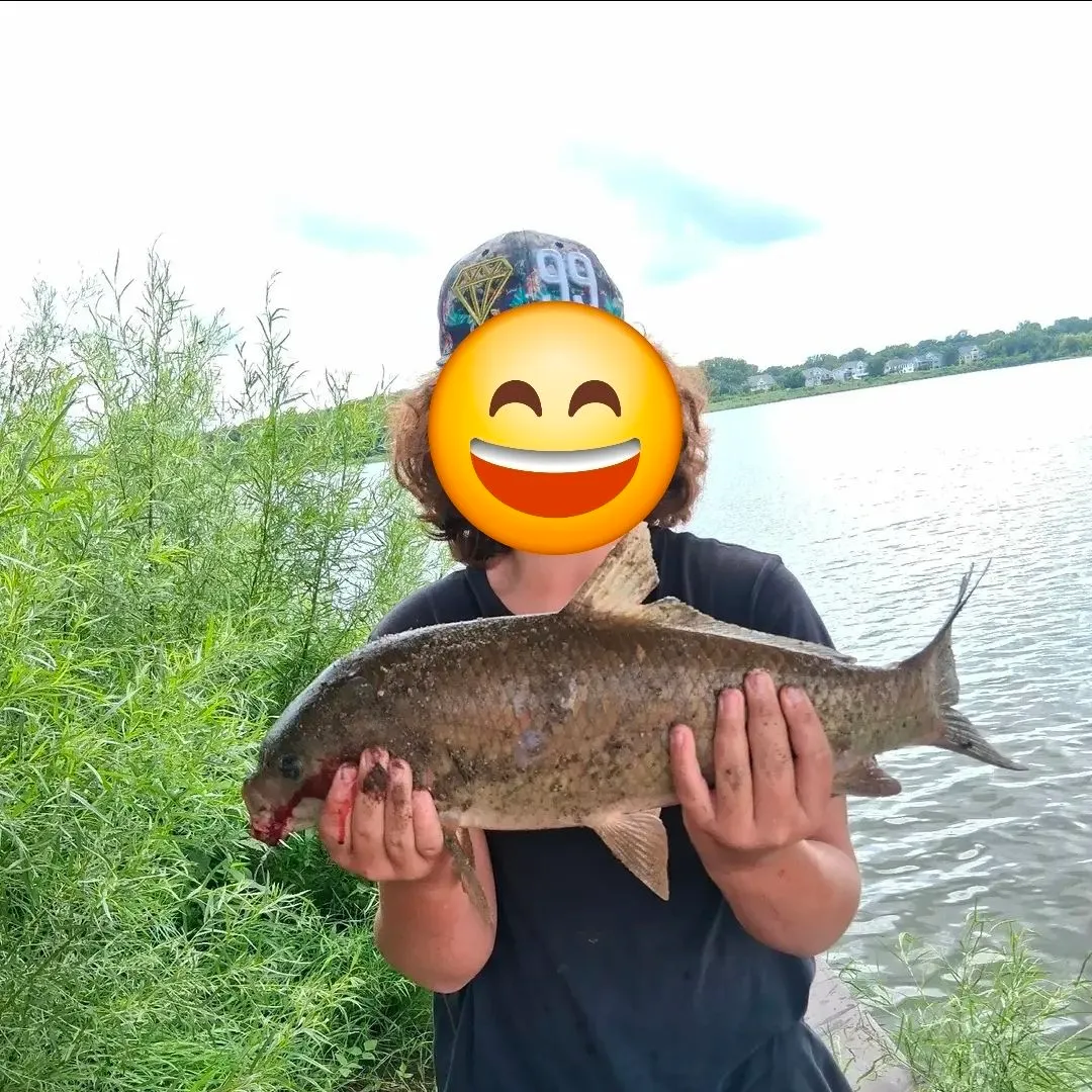 The most recent Bigmouth buffalo catches on Fishbrain