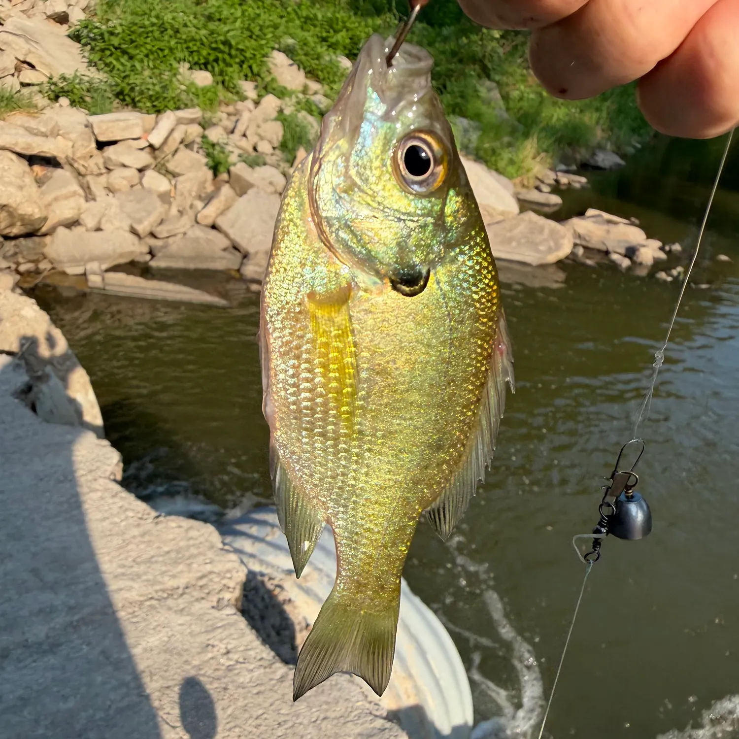 catch
