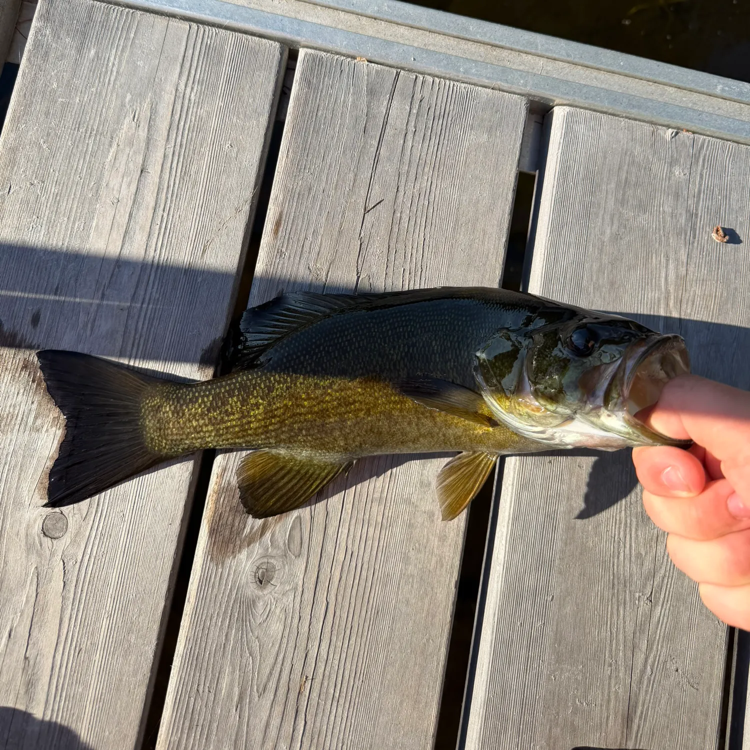 Smallmouth bass caught on Fishbrain