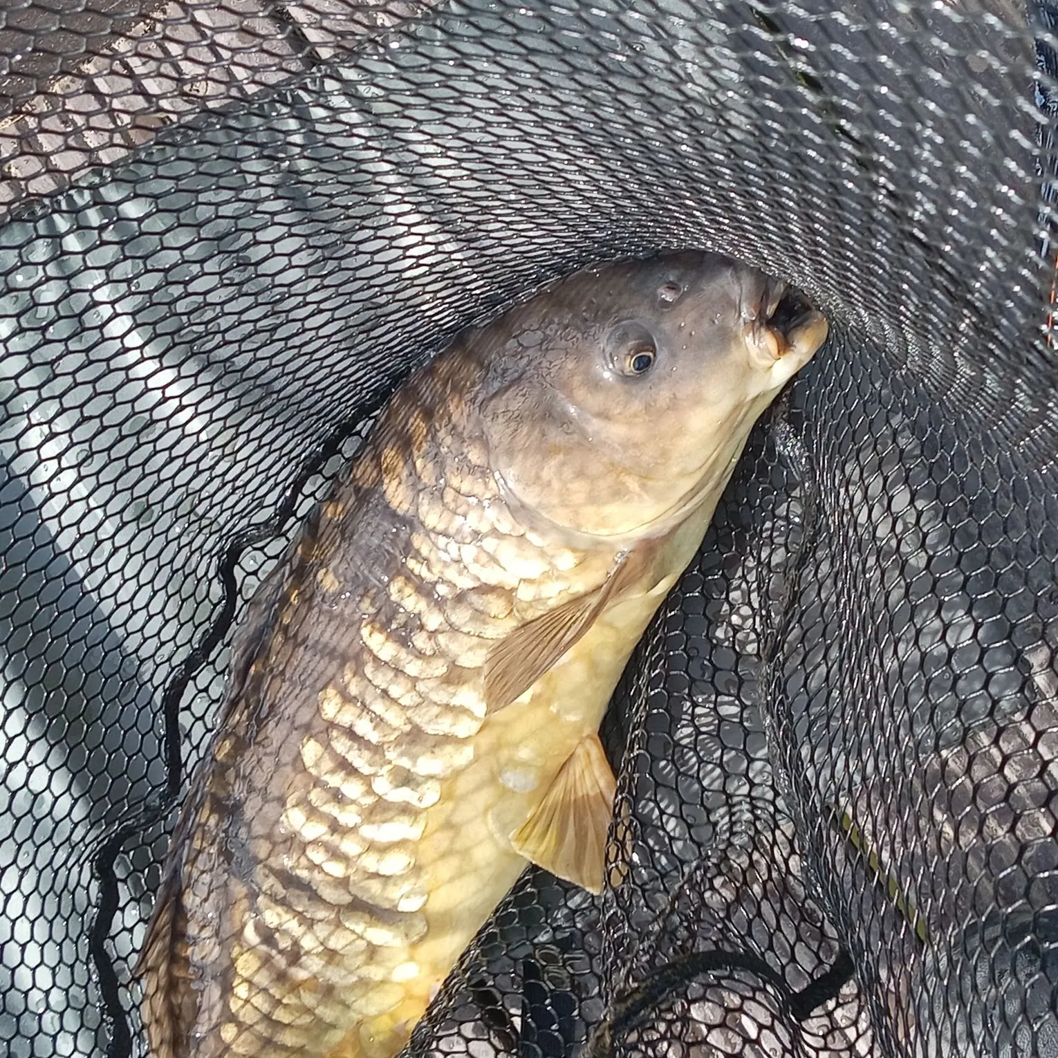 Mirror carp caught on Fishbrain