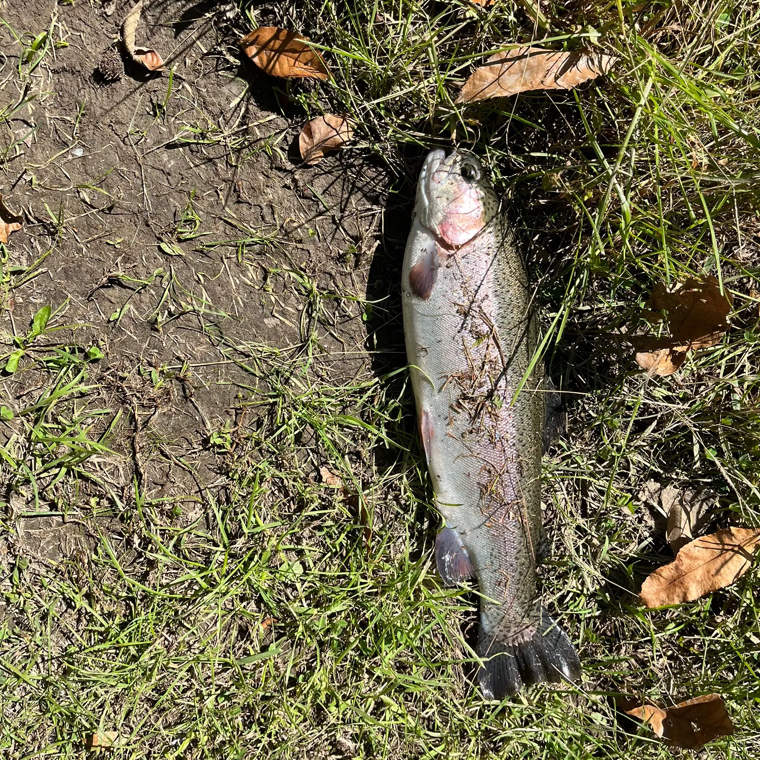 Rainbow trout caught on Fishbrain