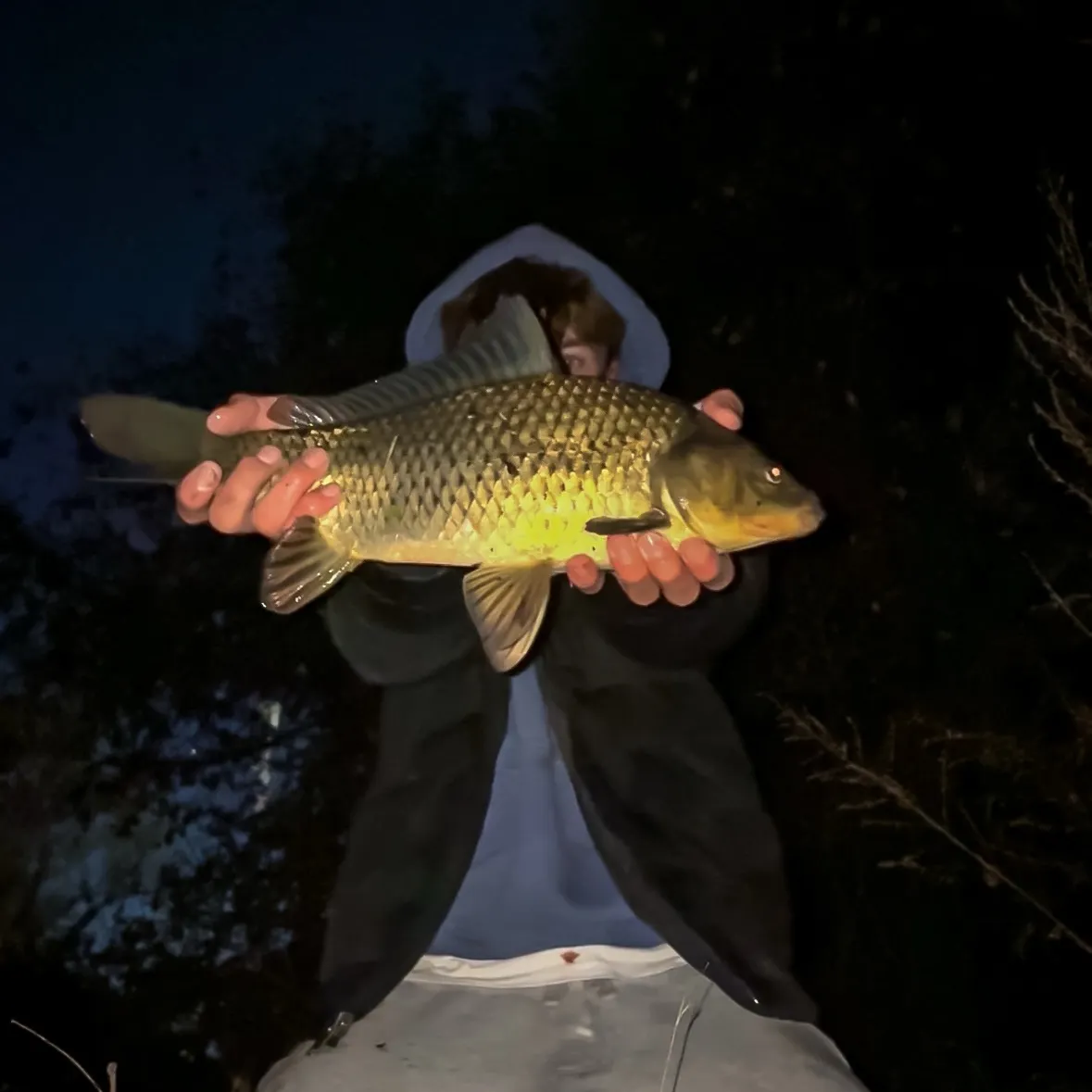 The most recent F1 carp catches on Fishbrain
