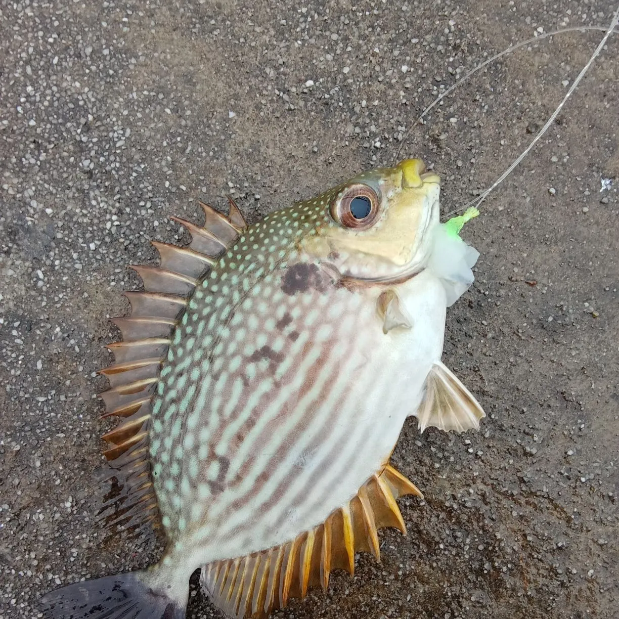 recently logged catches