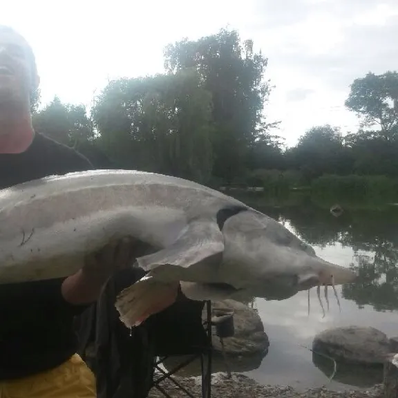 The most popular recent Green sturgeon catch on Fishbrain