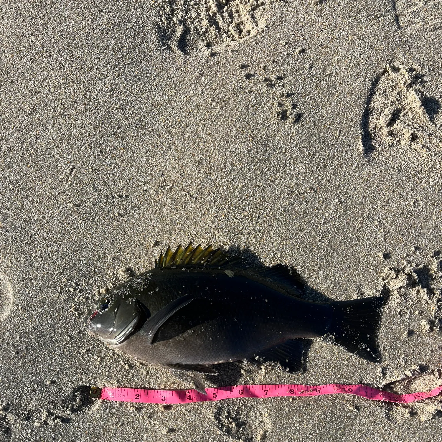 The most recent Opaleye catches on Fishbrain