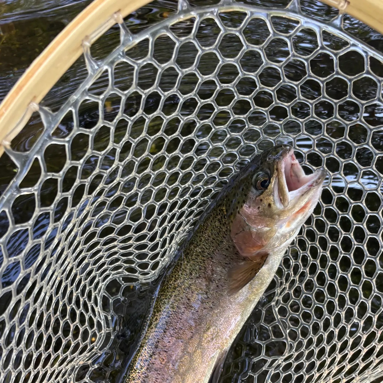 Rainbow trout caught on Fishbrain