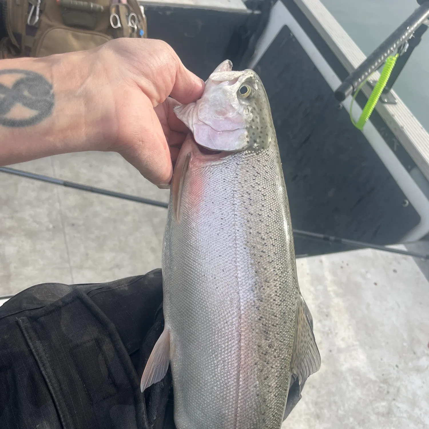 Rainbow trout caught on Fishbrain