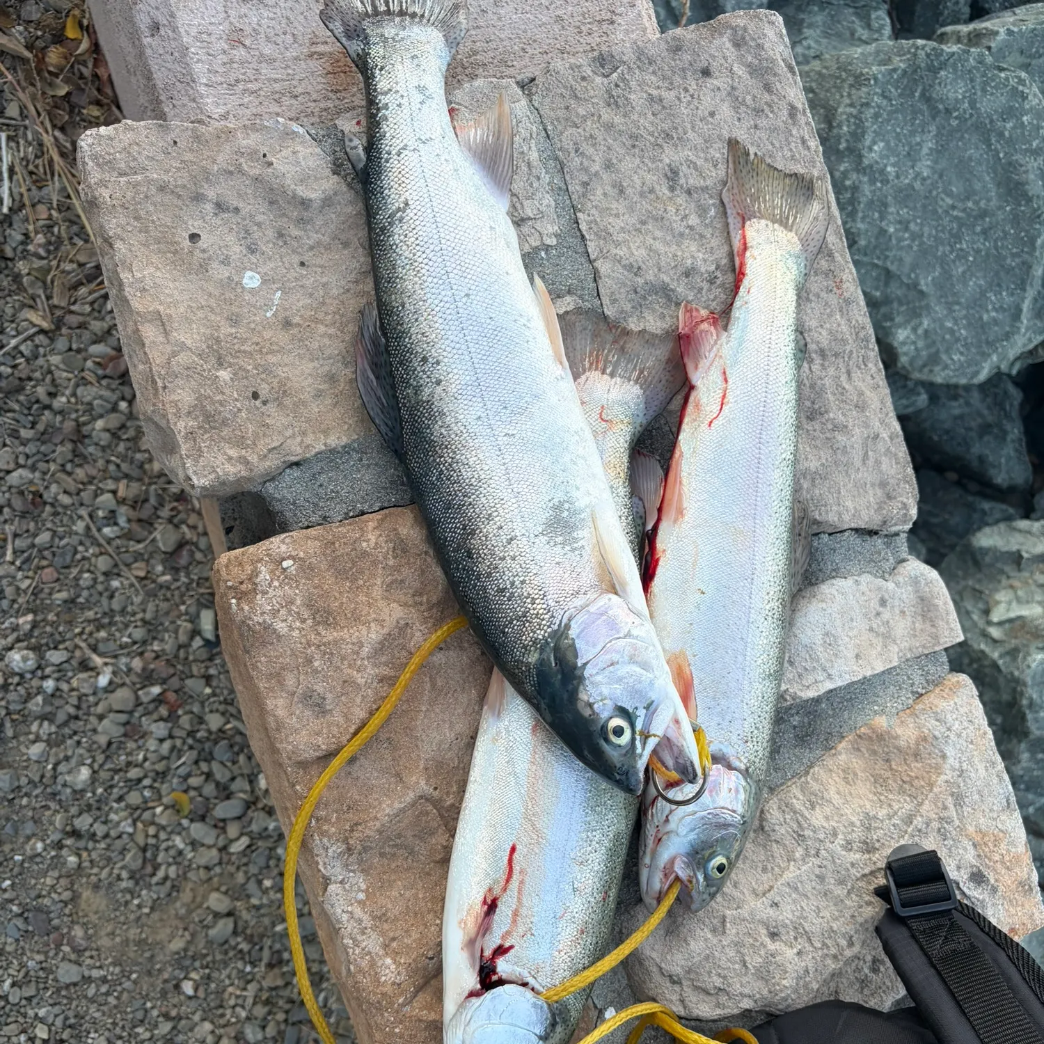 Rainbow trout caught on Fishbrain