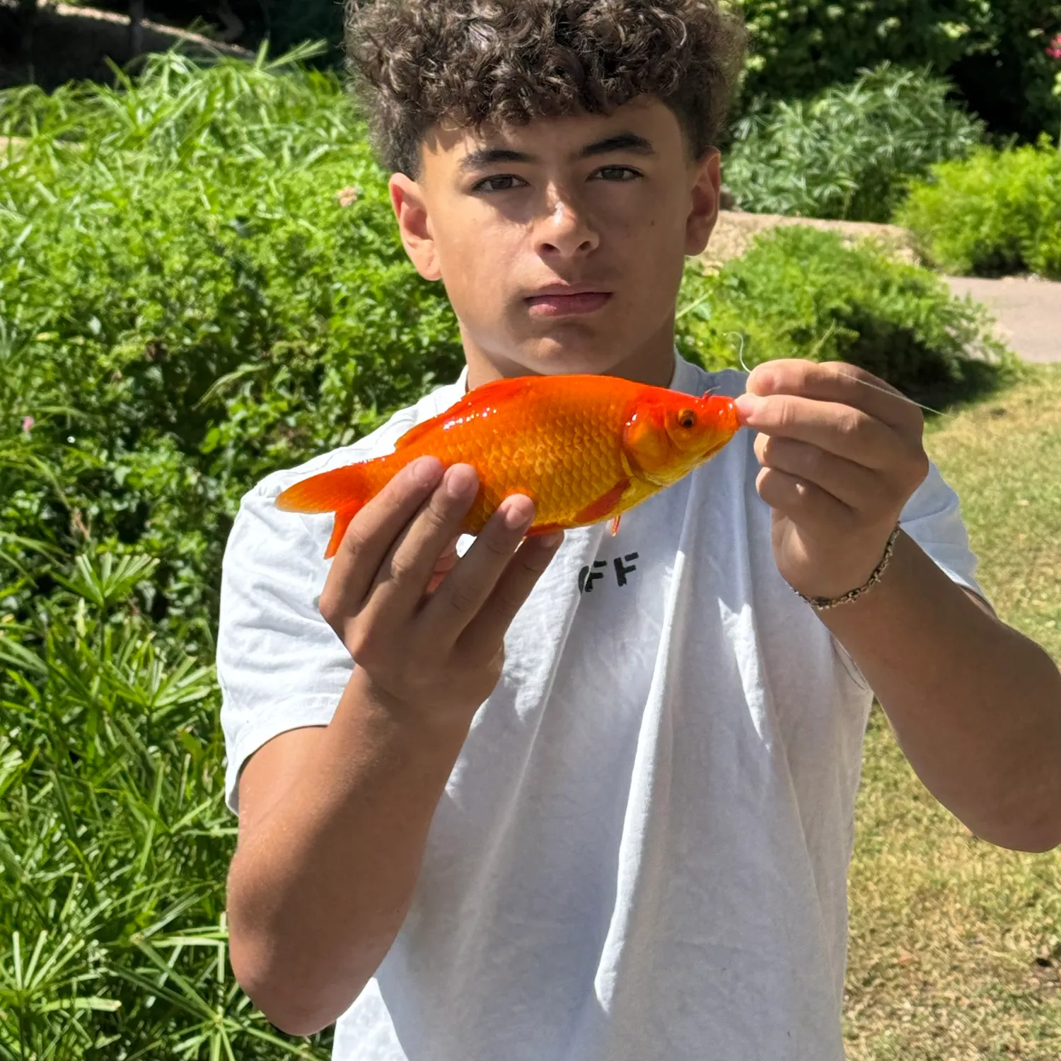 Goldfish caught on Fishbrain