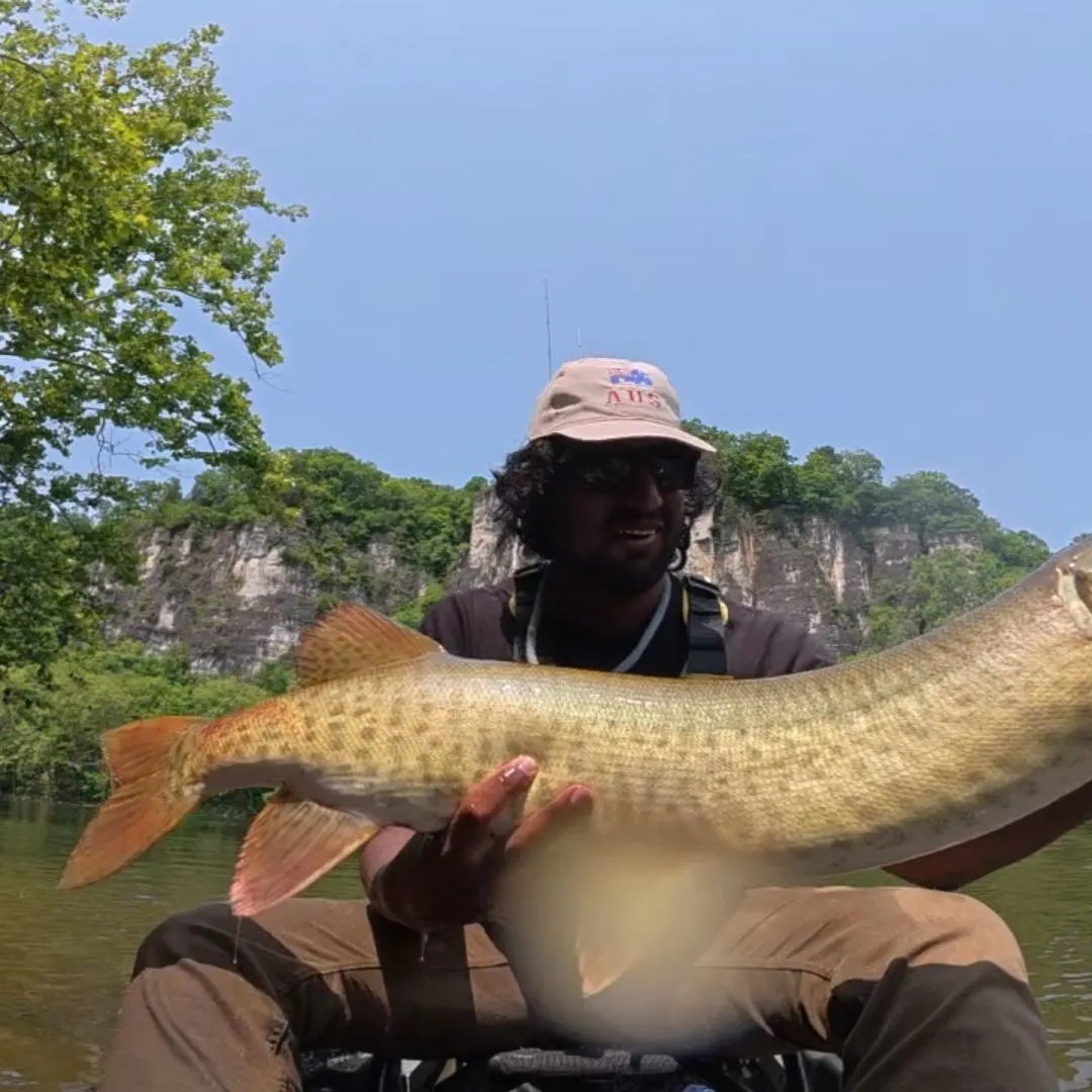 angler catch
