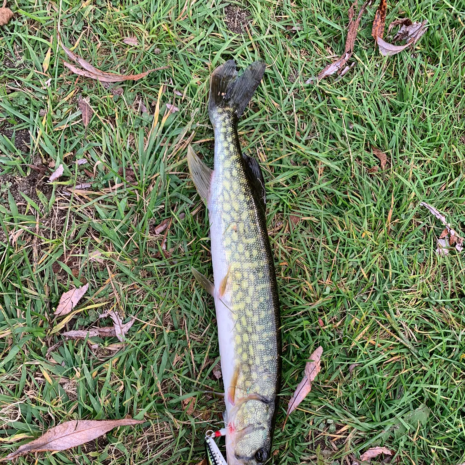 Chain pickerel caught on Fishbrain