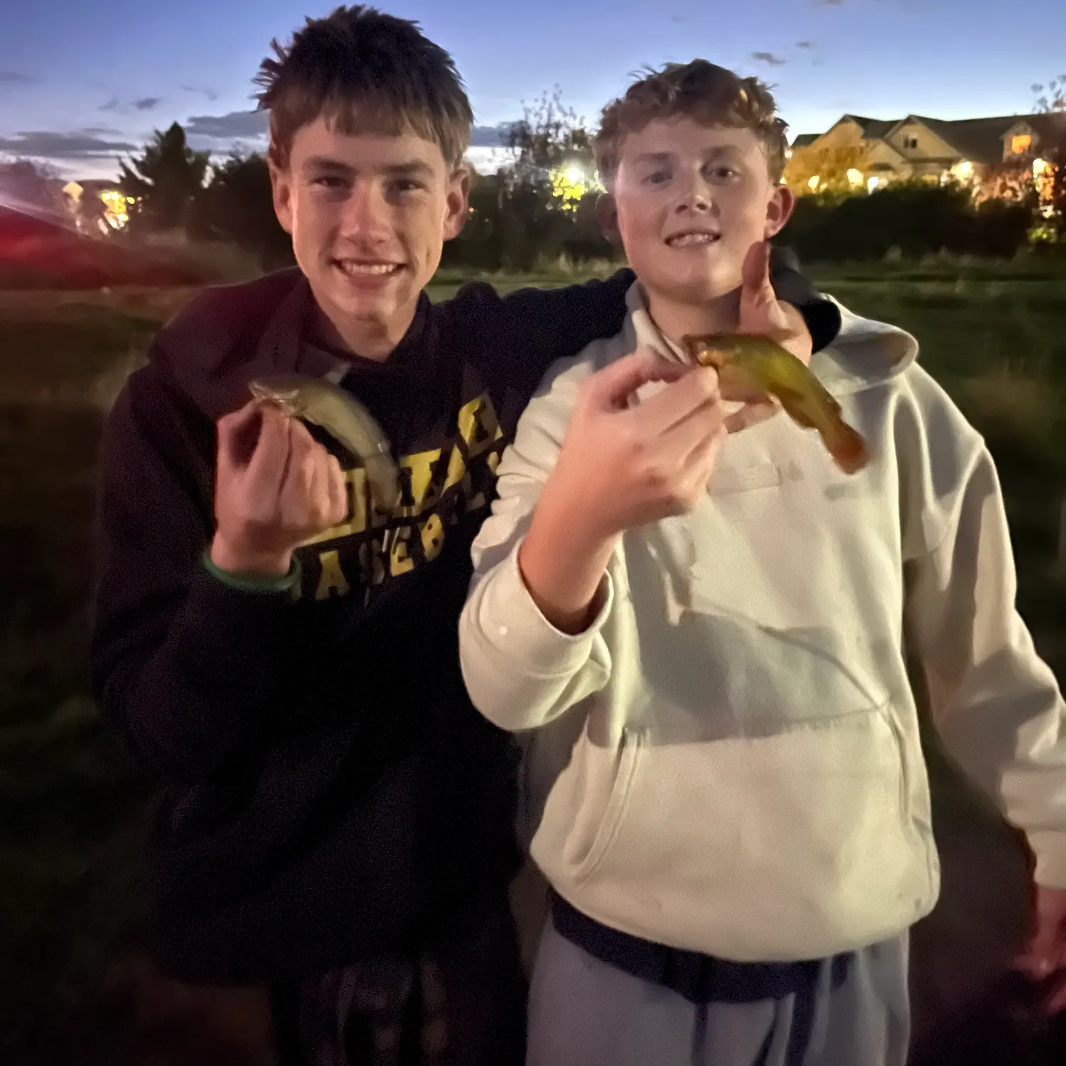 Yellow bullhead caught on Fishbrain