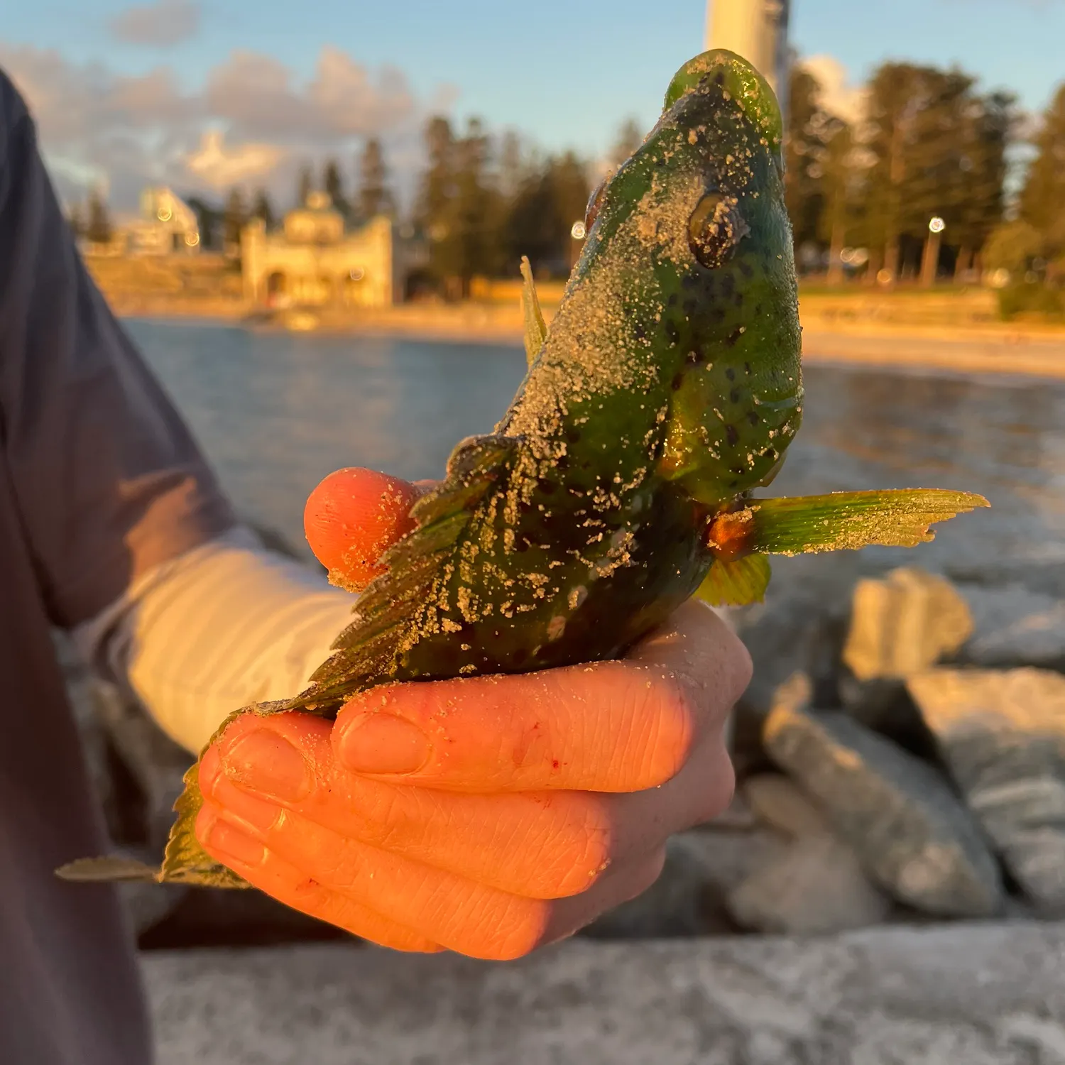 The most recent Pastel-green wrasse catches on Fishbrain