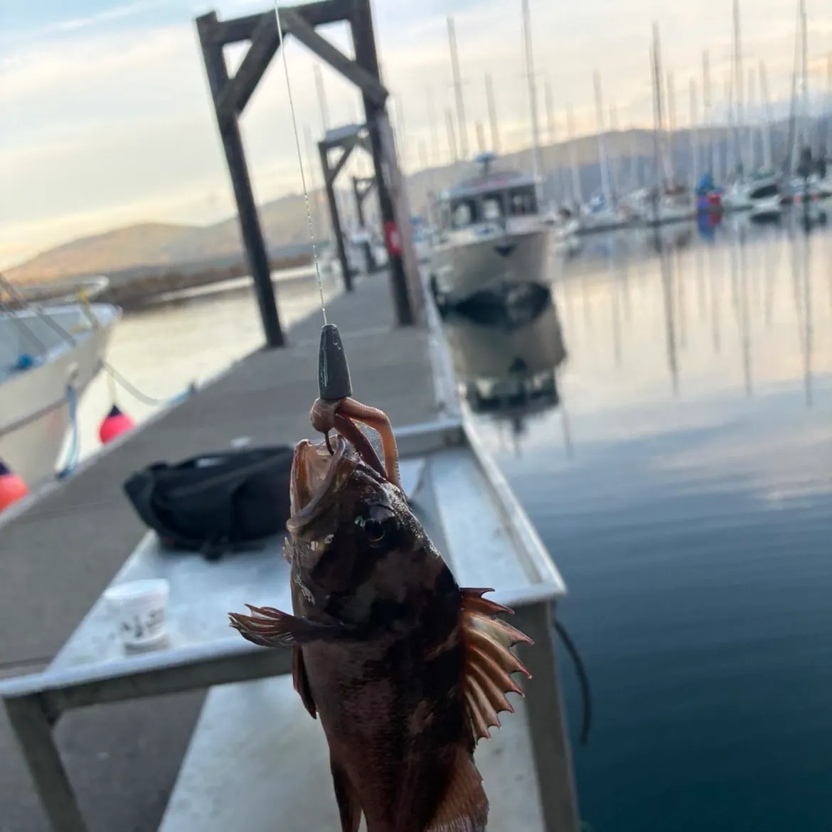 Copper rockfish caught on Fishbrain