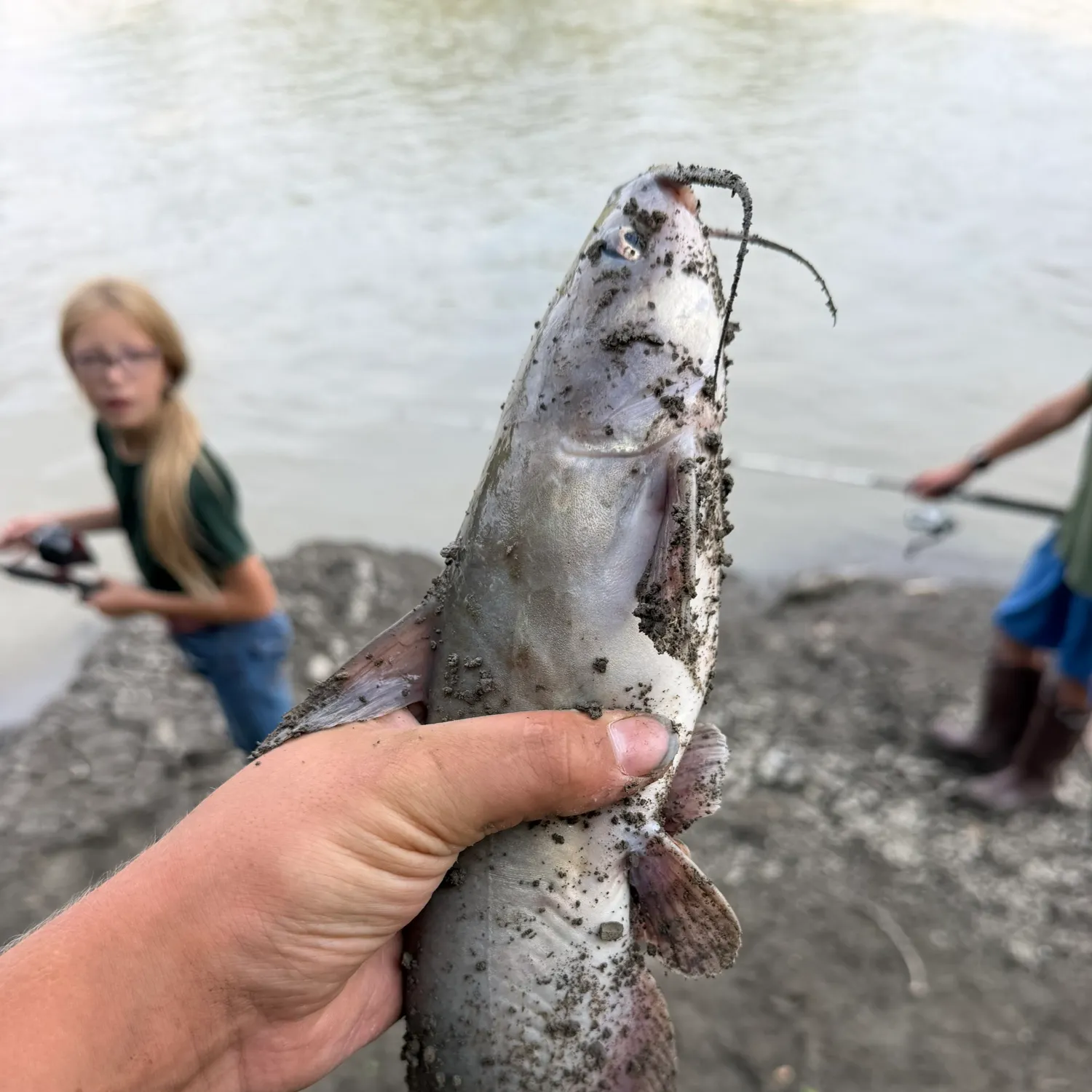 Channel catfish caught on Fishbrain