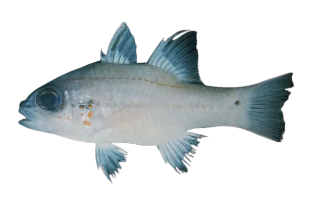 Spotted-gill cardinalfish