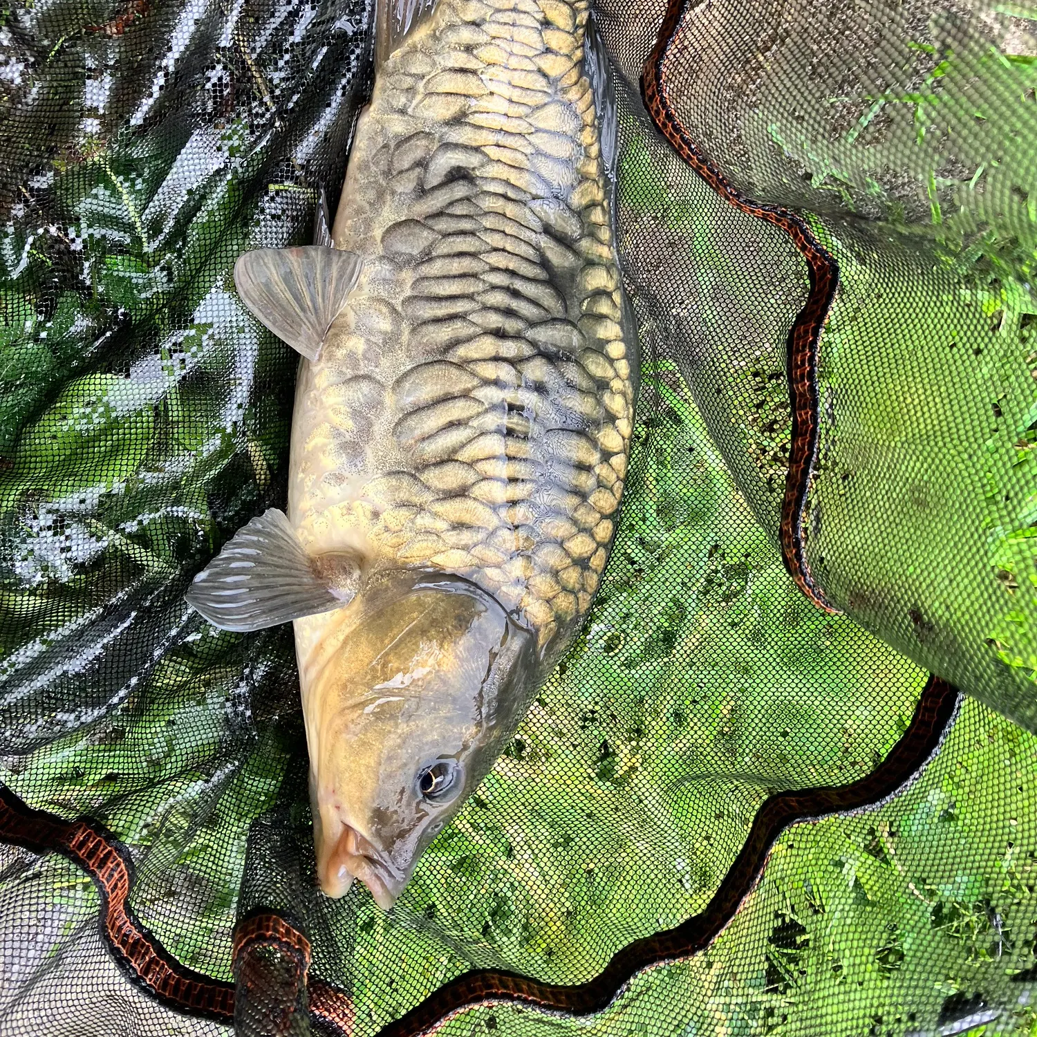 Mirror carp caught on Fishbrain