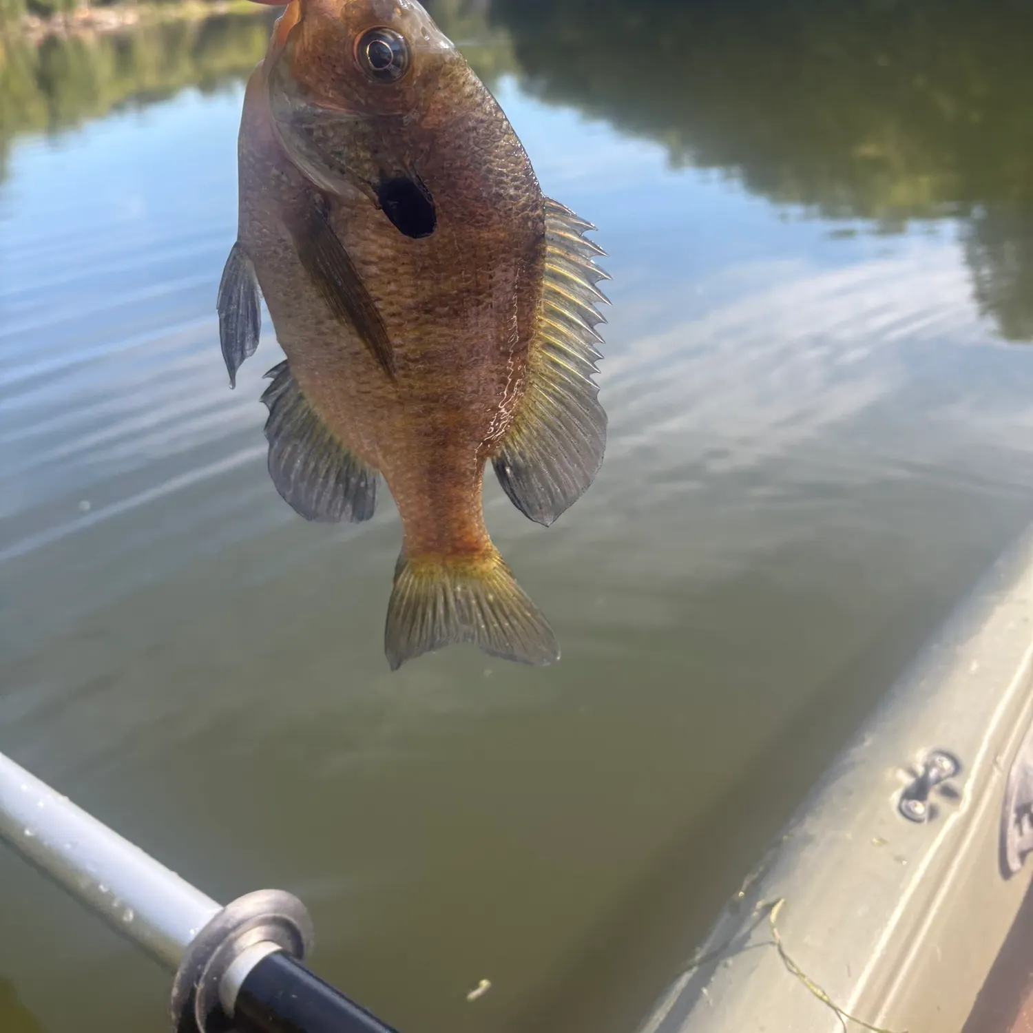 Bluegill caught on Fishbrain