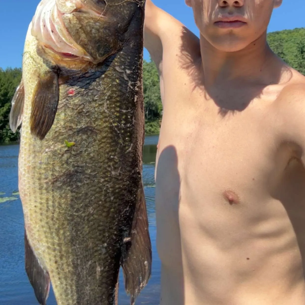 Largemouth bass caught on Fishbrain