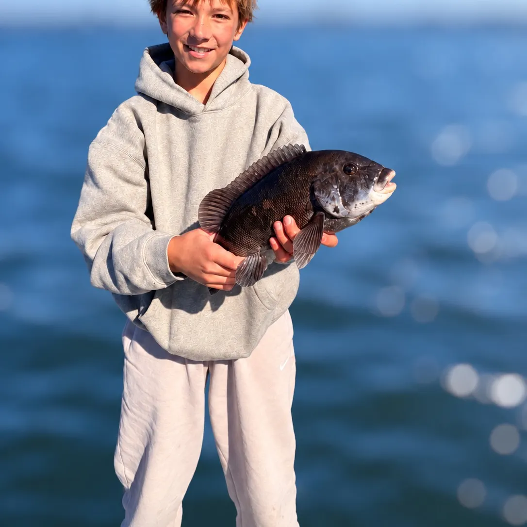 Tautog caught on Fishbrain